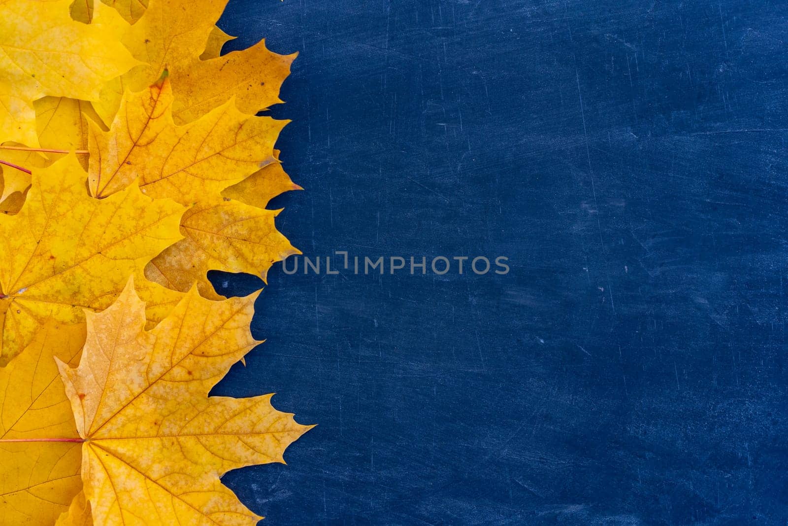 Autumn leaves frame on left side blue Chalkboard background top view Fall Border yellow maple Leaves vintage background table Mock up for your design. Display for product or text, Back to school.