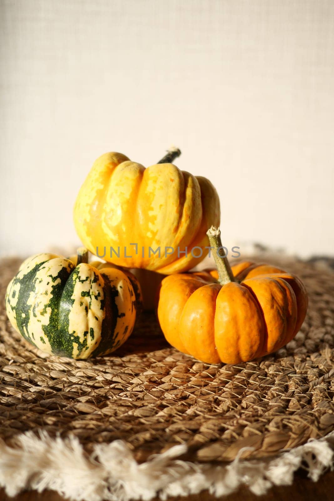 Different types of mini pumpkins color background .