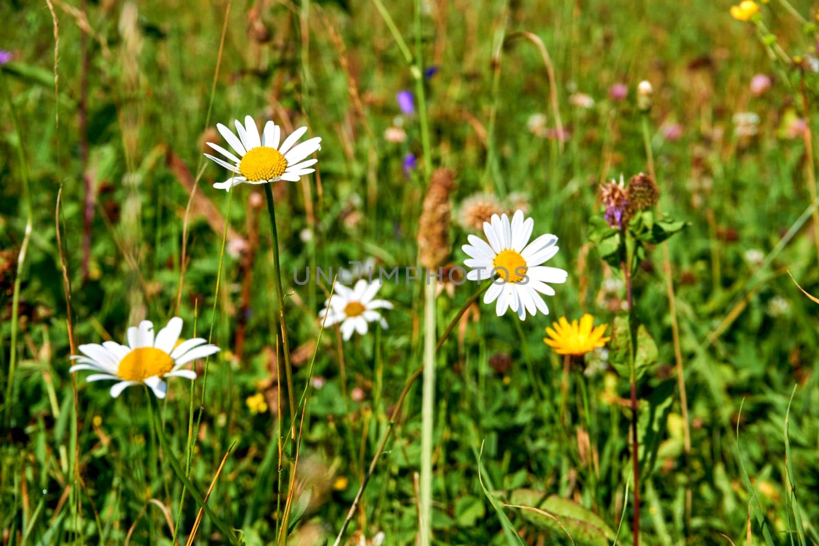 an aromatic European plant of the daisy family, with white and yellow flowers