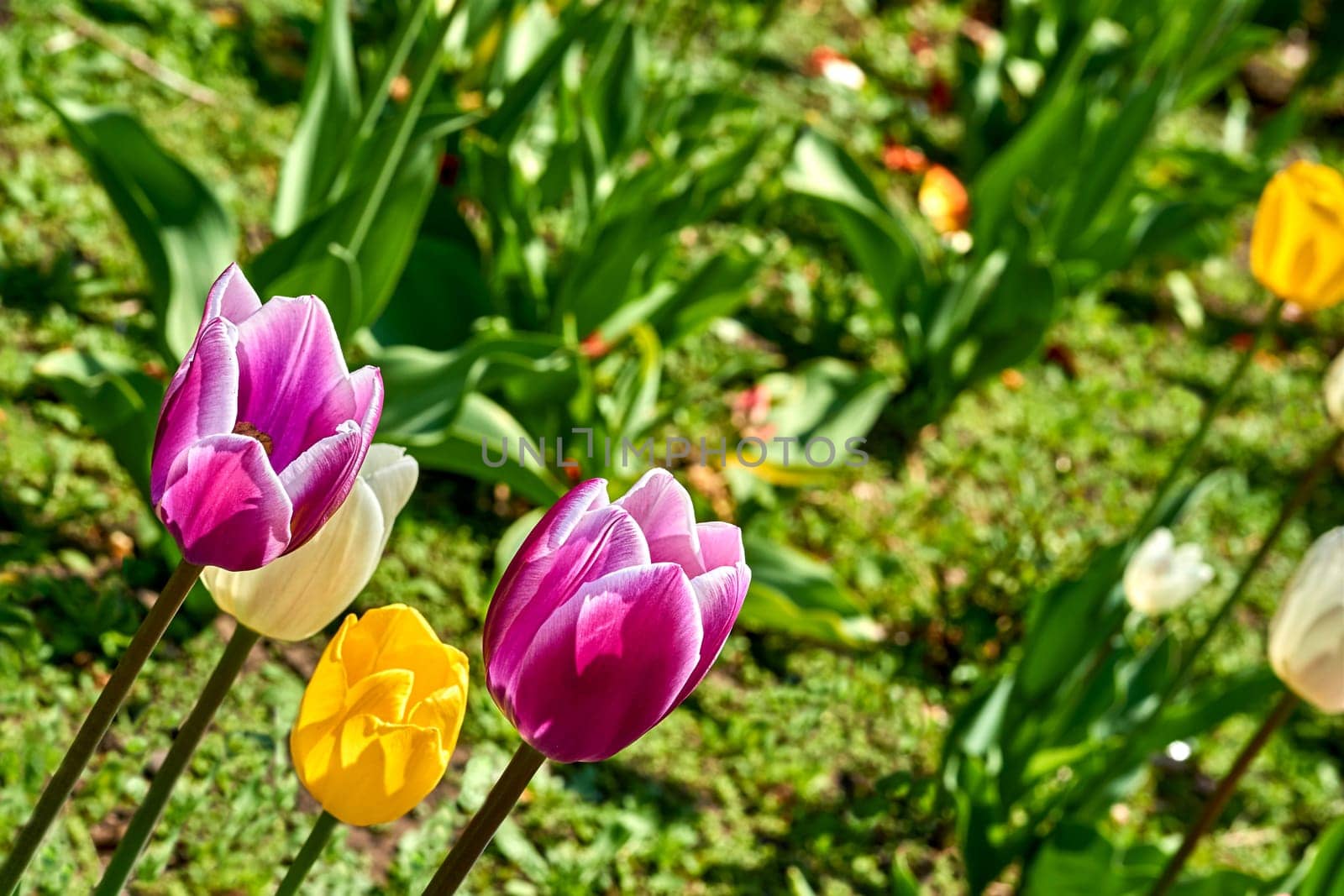 a bulbous spring flowering plant of the lily family, with boldly colored cup shaped flowers