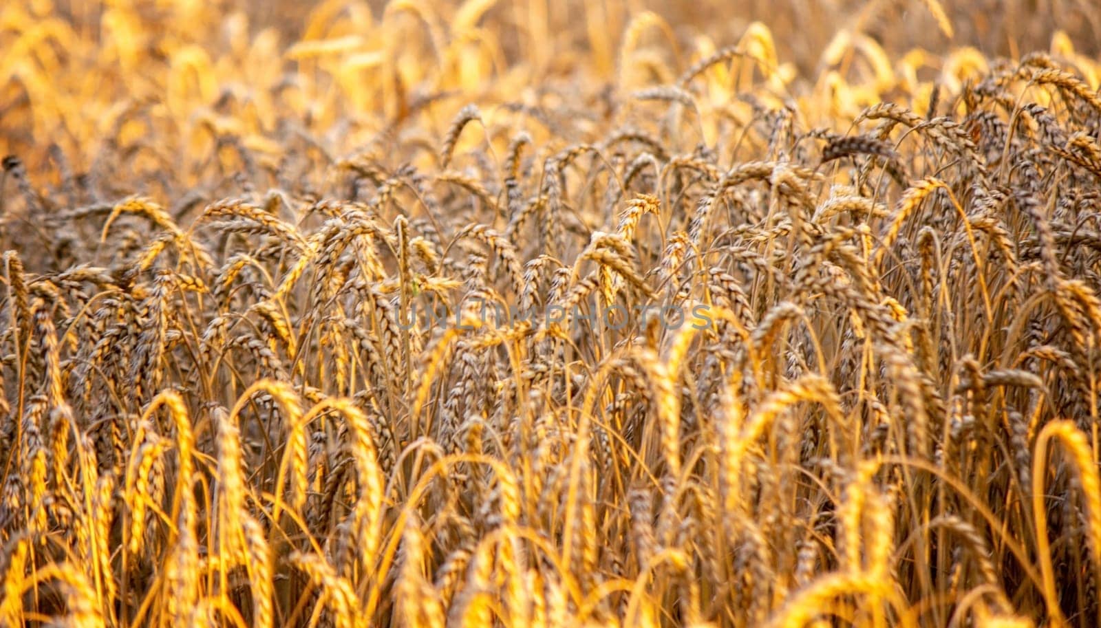 wheat field close-up on a sunny day. wheat.
