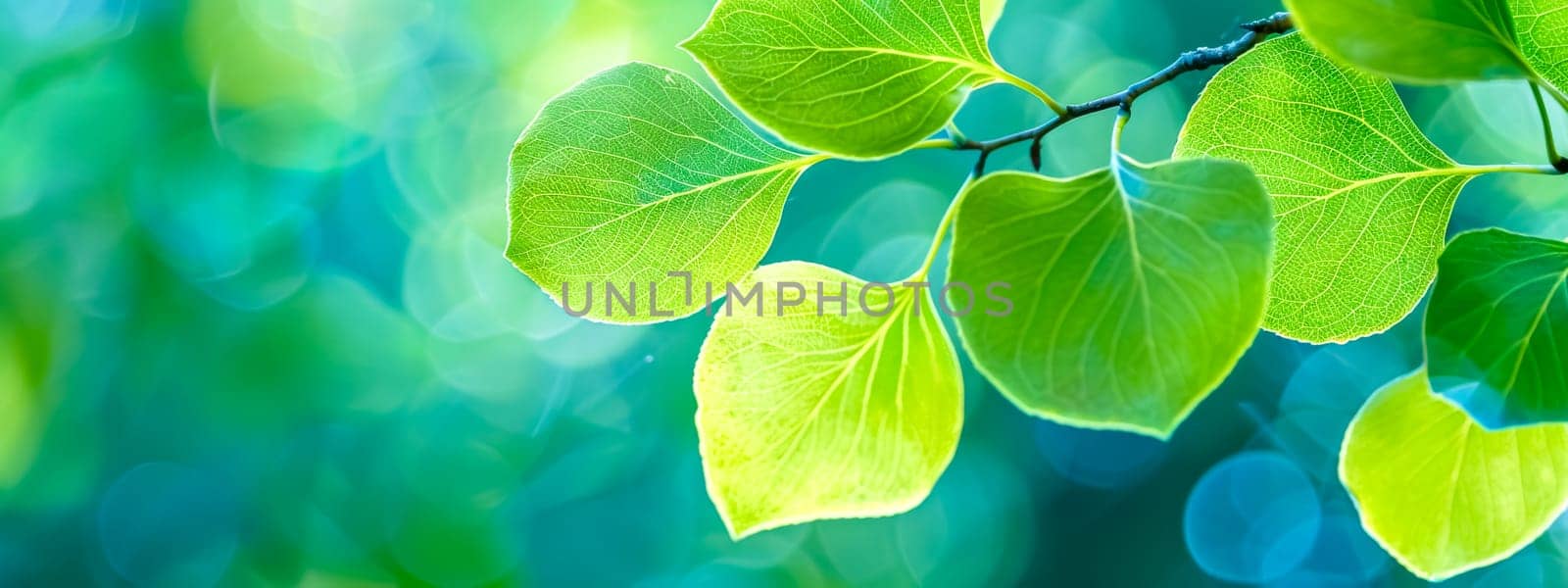 Luminous green leaves on tranquil blue background by Edophoto