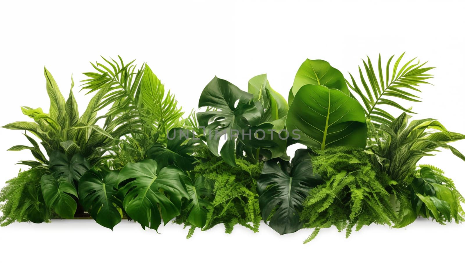 Green leaves of tropical plants bush Monstera palm, white background, isolated. High quality photo