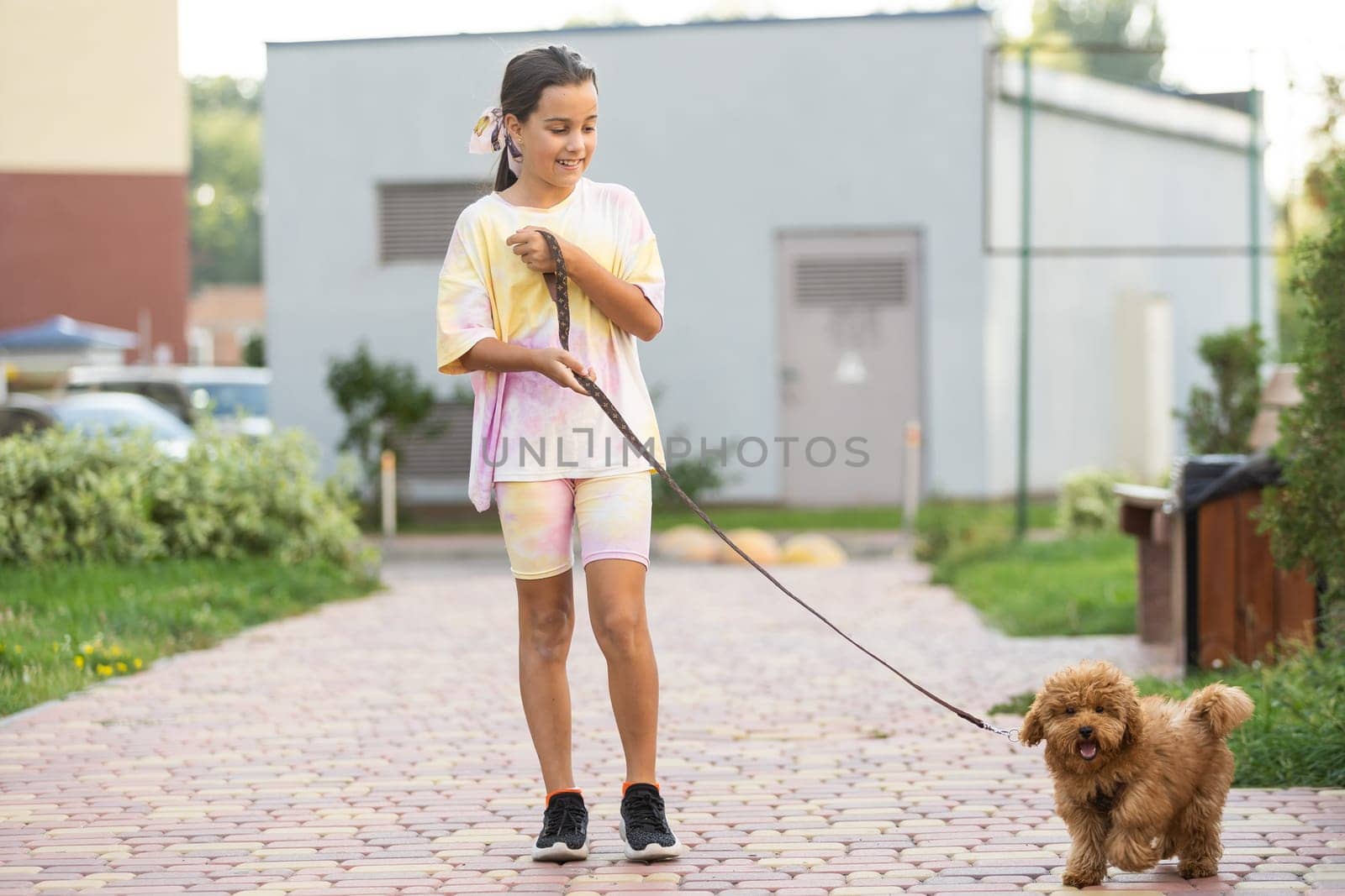a little girl playing with her maltipoo dog a maltese-poodle breed.