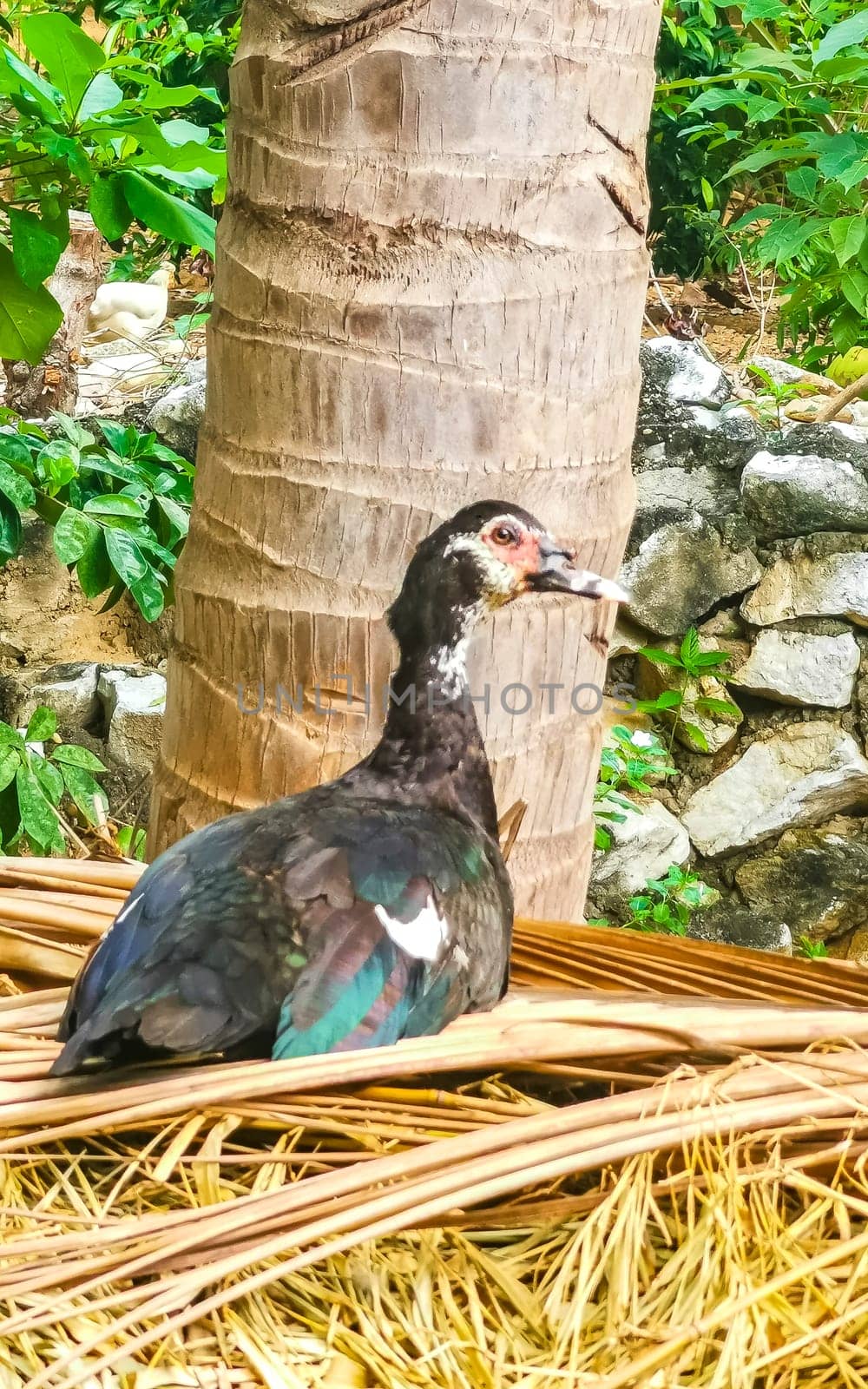 Muscovy duck ducks bird birds in garden park tropical nature in Zicatela Puerto Escondido Oaxaca Mexico.