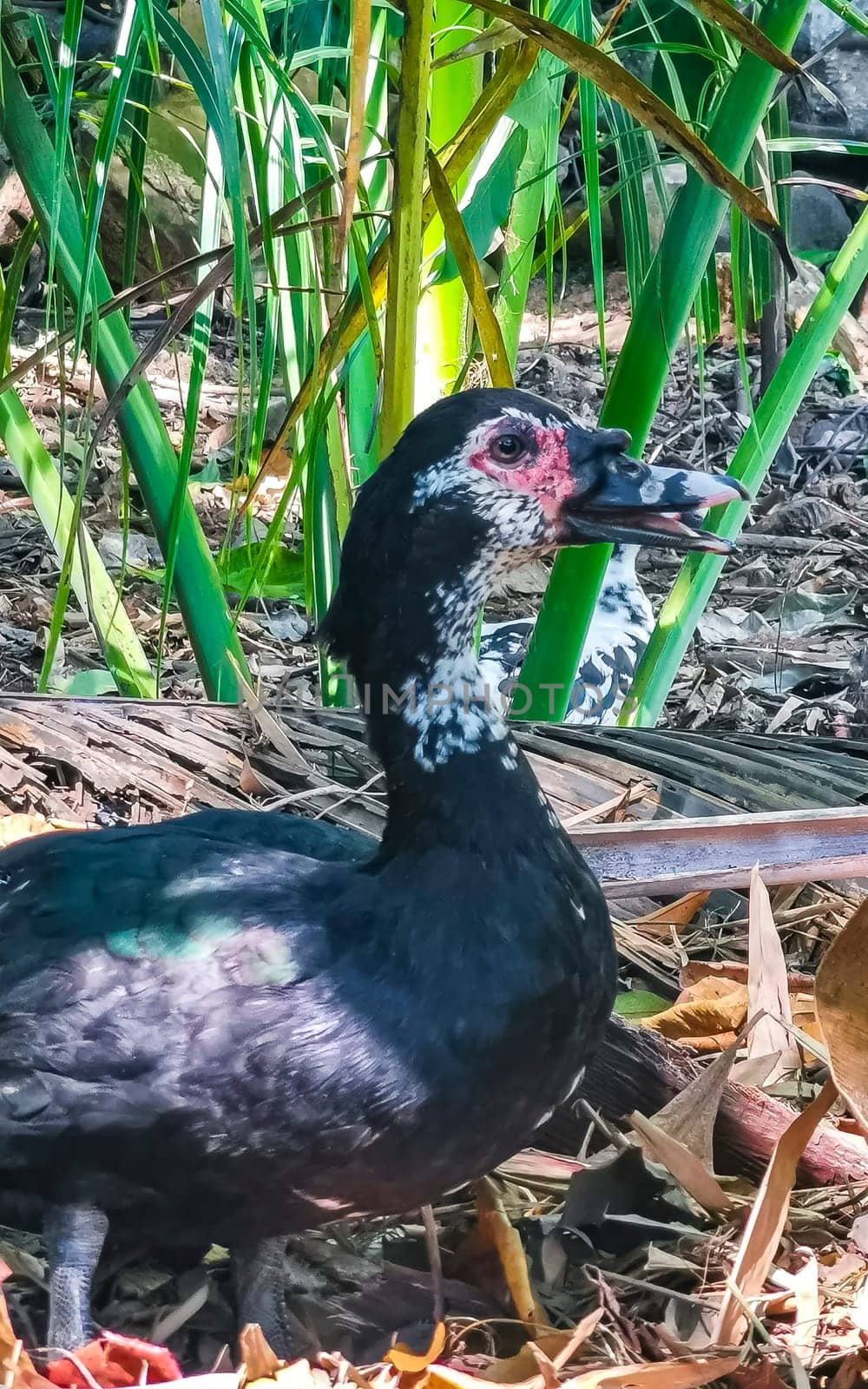 Muscovy duck in garden tropical nature in Puerto Escondido Mexico. by Arkadij