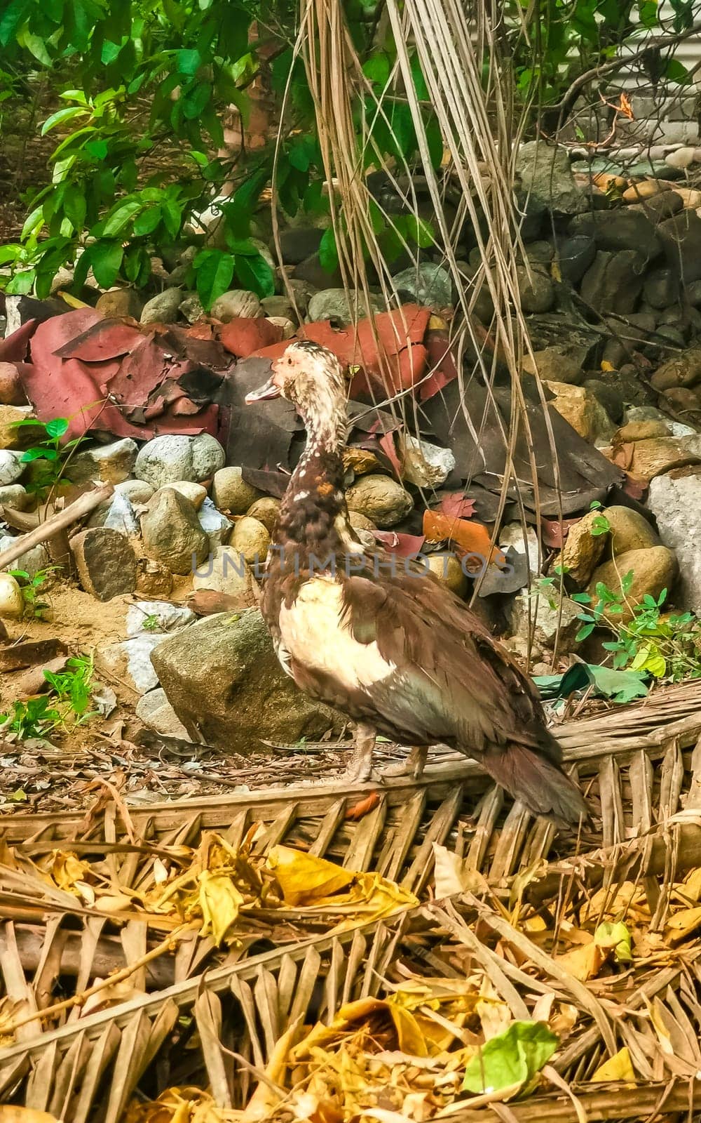 Muscovy duck in garden tropical nature in Puerto Escondido Mexico. by Arkadij