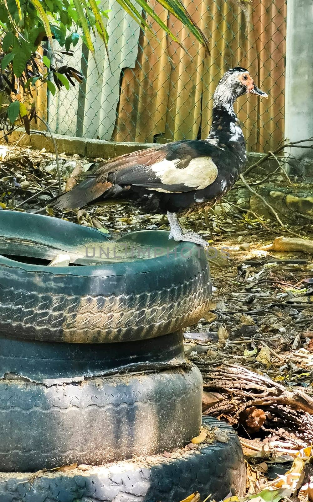 Muscovy duck in garden tropical nature in Puerto Escondido Mexico. by Arkadij