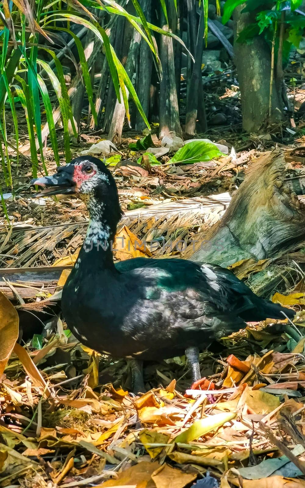 Muscovy duck ducks bird birds in garden park tropical nature in Zicatela Puerto Escondido Oaxaca Mexico.