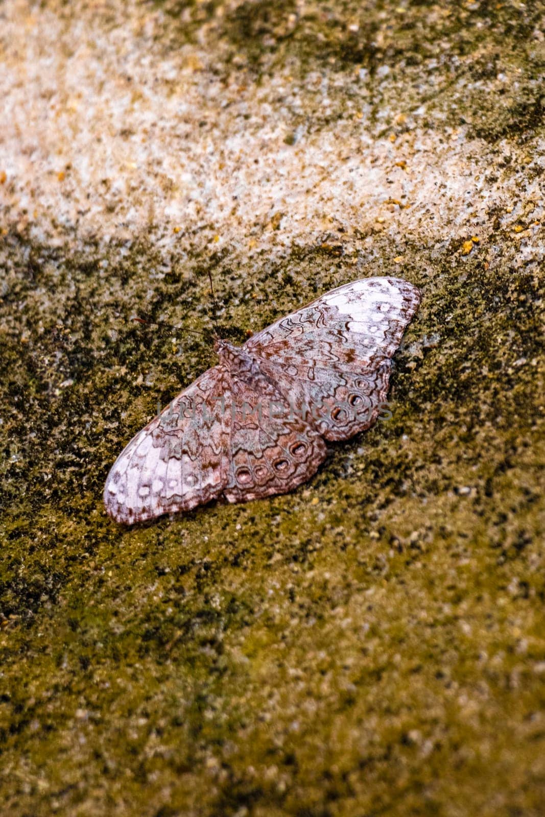 Beautiful brown grey silver butterfly insect on rock wall in Zicatela Puerto Escondido Oaxaca Mexico.