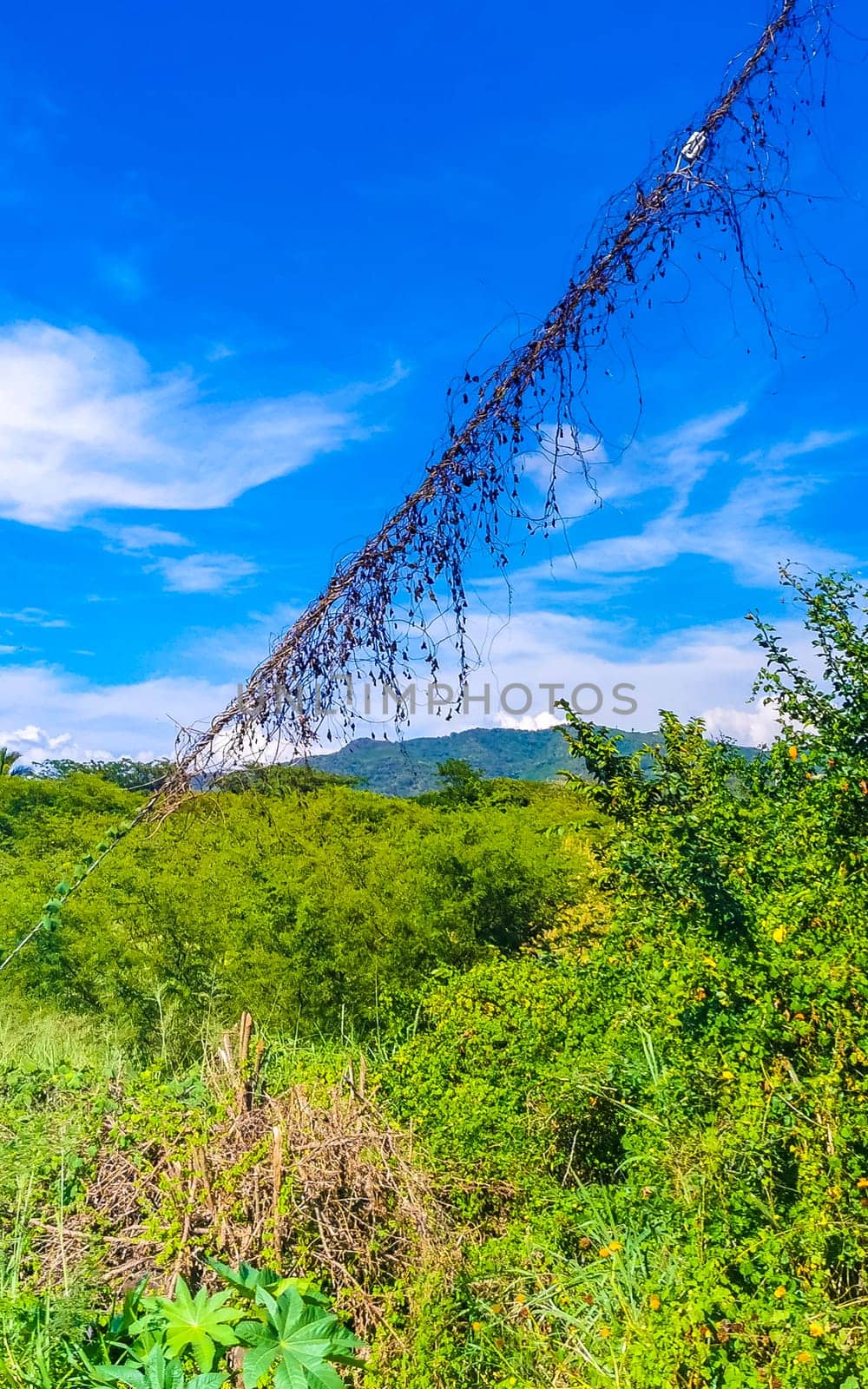 Drive past the tropical jungle mountains and countryside landscape in Mazunte Oaxaca Mexico.