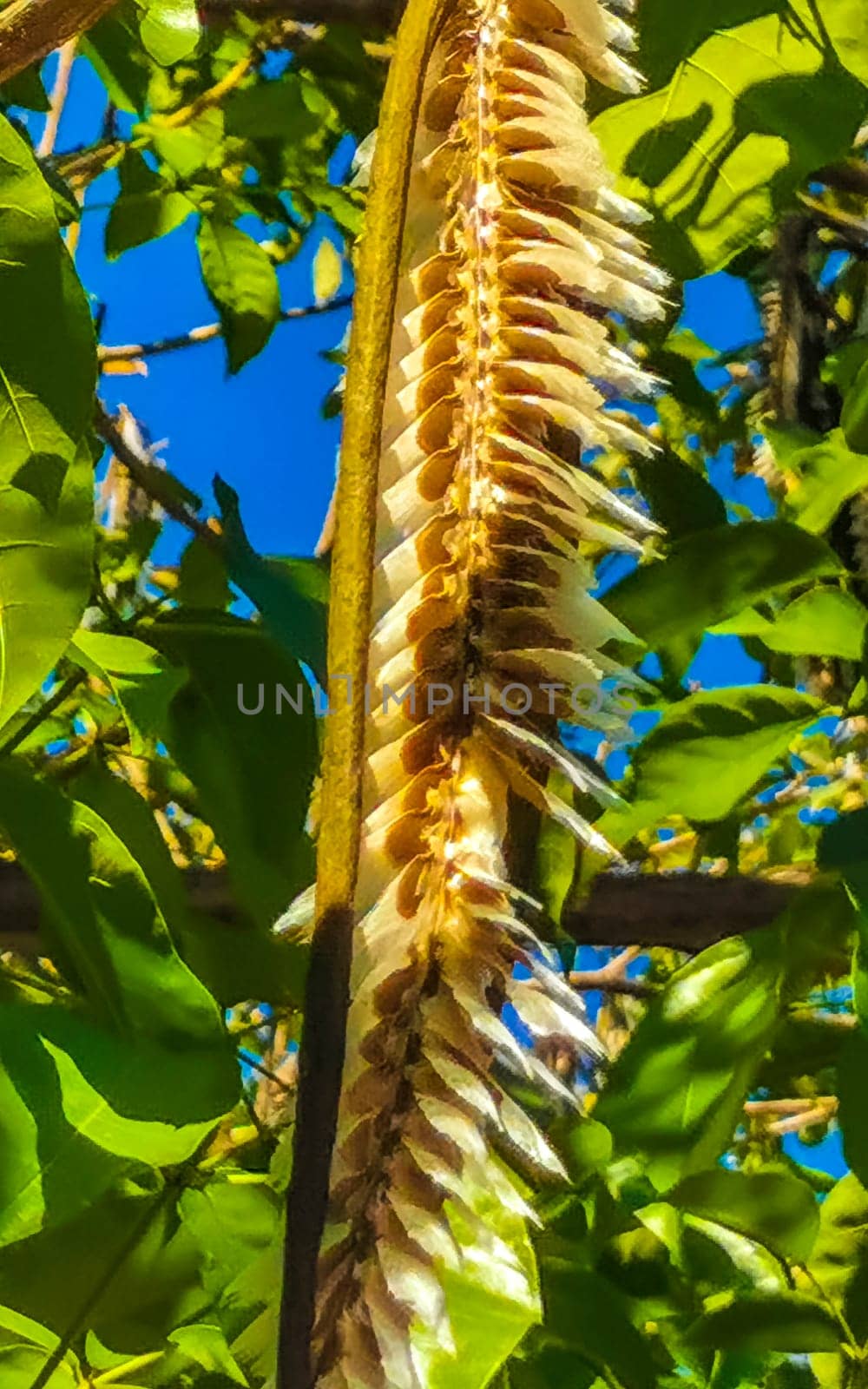 Tropical pods hanging from the tree Seeds in Mexico. by Arkadij