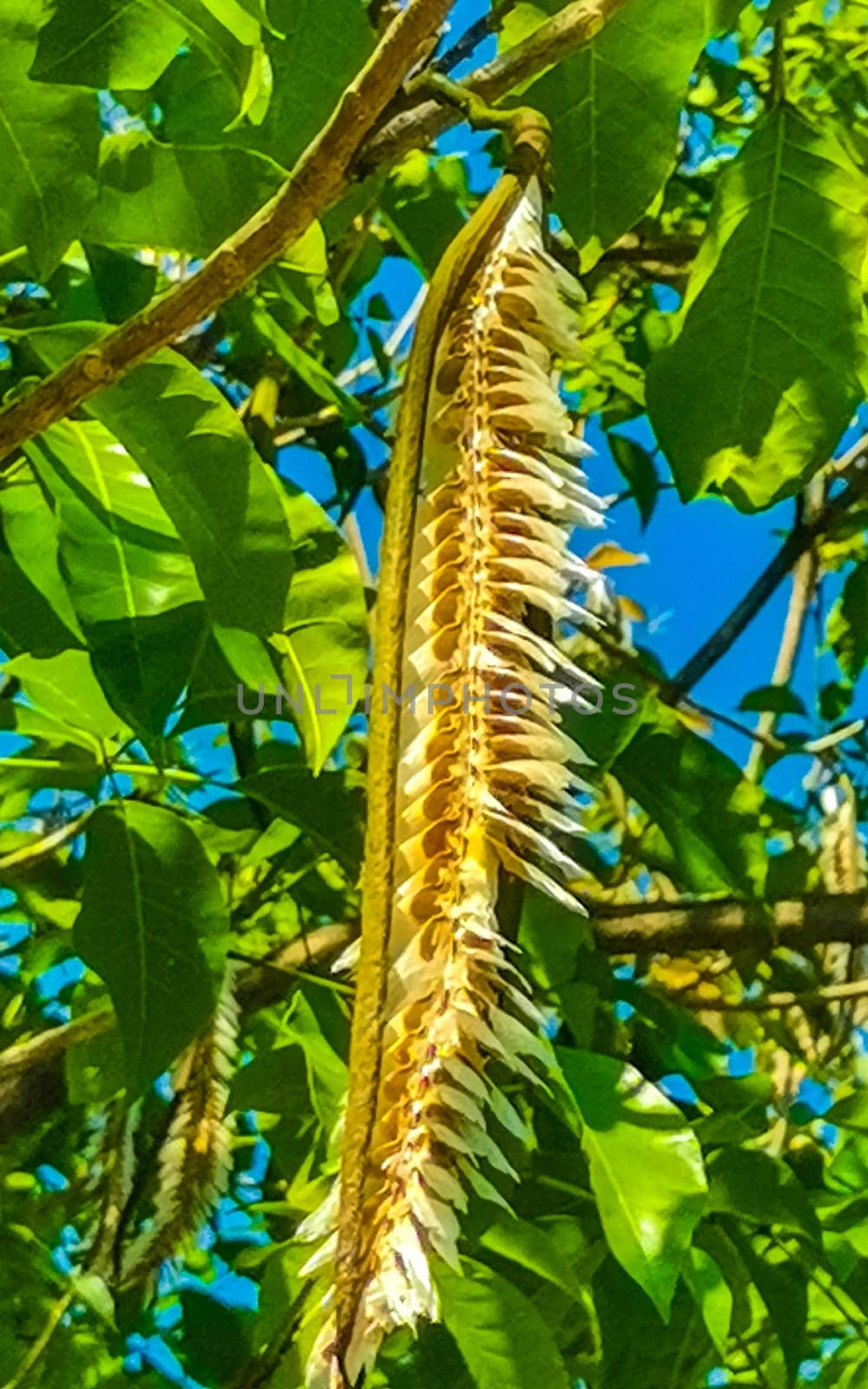 Tropical pods hanging from the tree Seeds in Mexico. by Arkadij