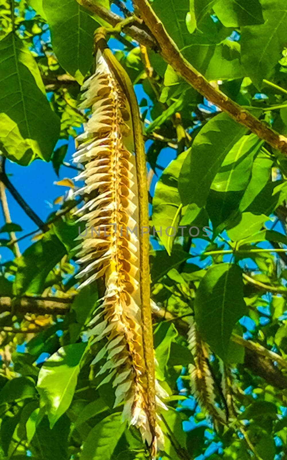 Tropical pods hanging from the tree Seeds in Mexico. by Arkadij