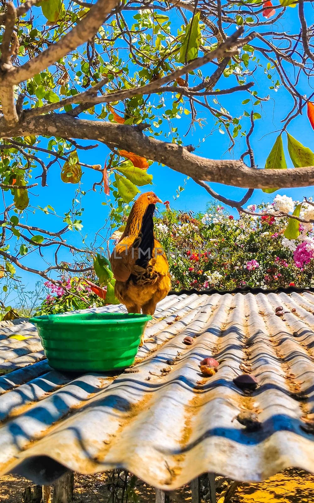 Rooster and hens chickens on roof on farm in Mexico. by Arkadij