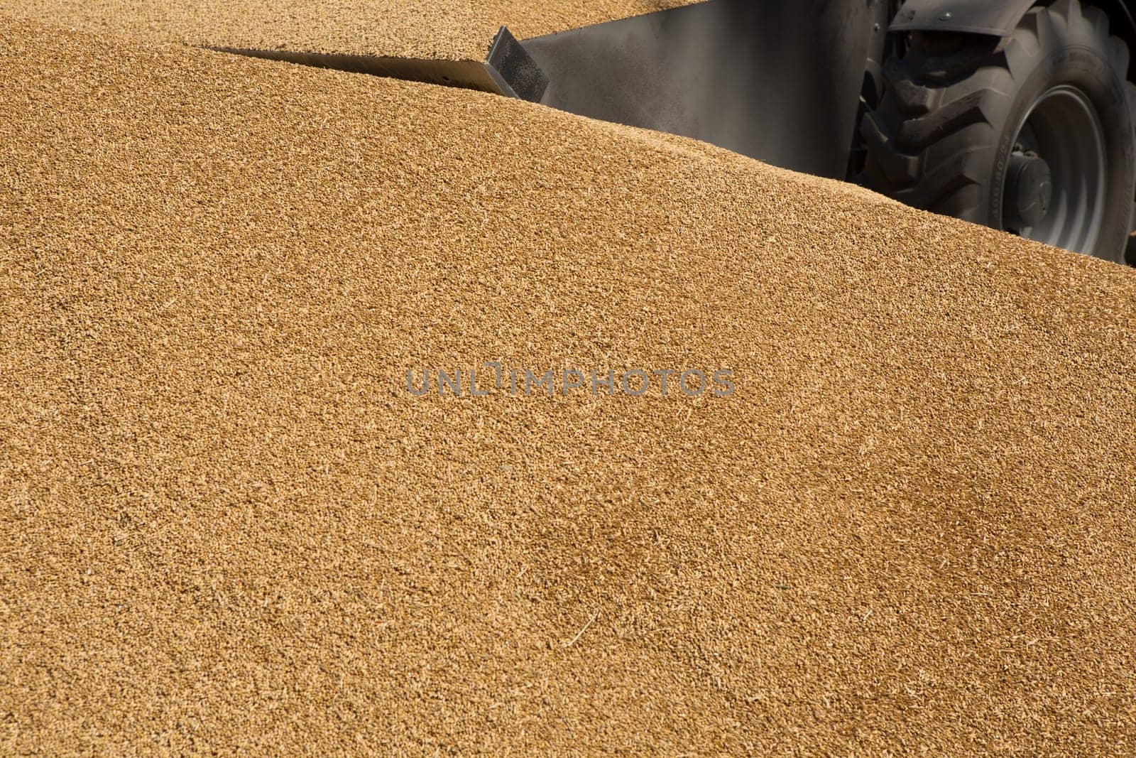 Wheat grains as agricultural background. Wheat grains texture.