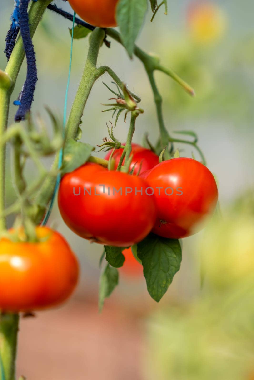 Red, ripe and green large tomatoes on a bush in a greenhouse. by AnatoliiFoto