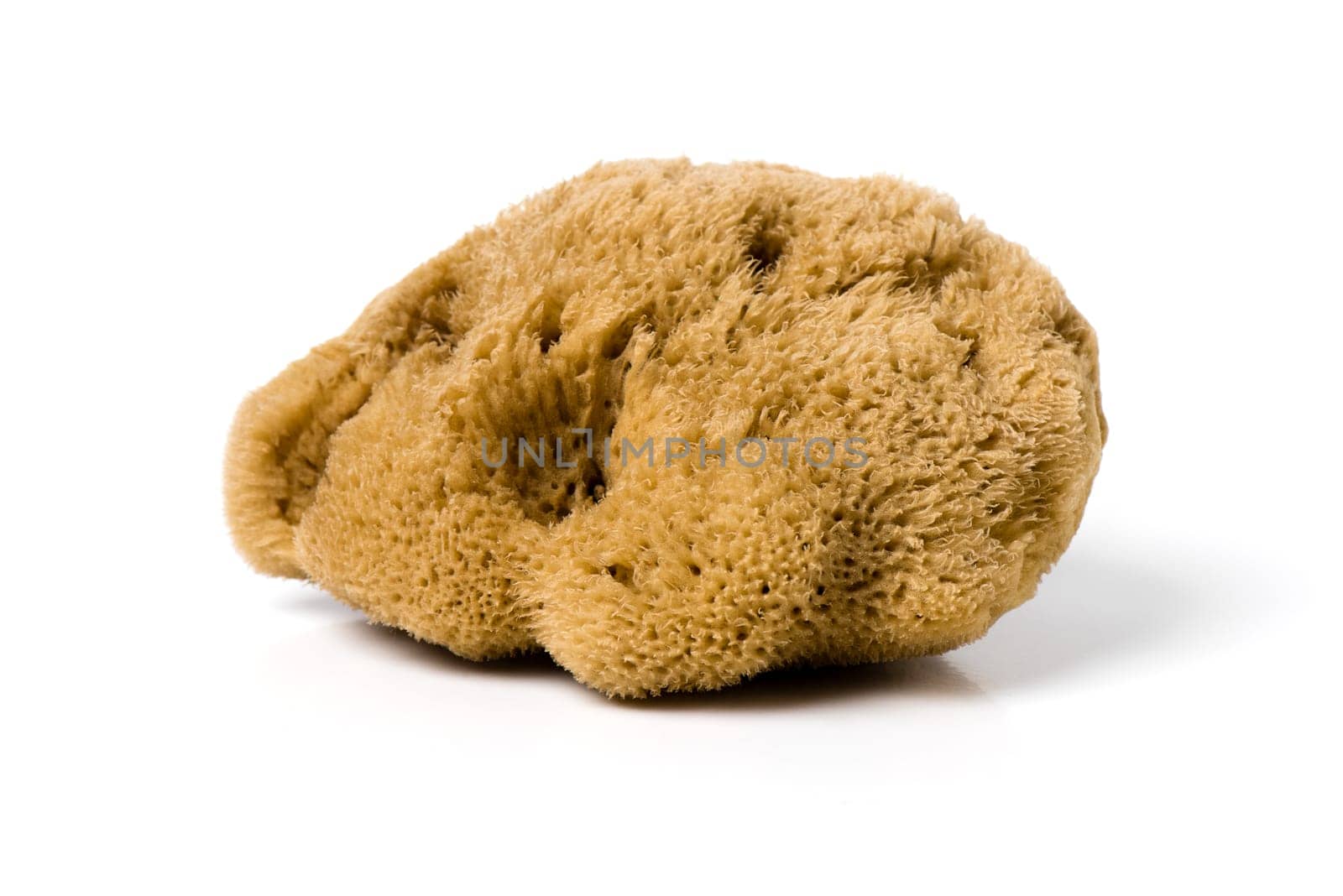 nautral bathing sea sponge by norgal