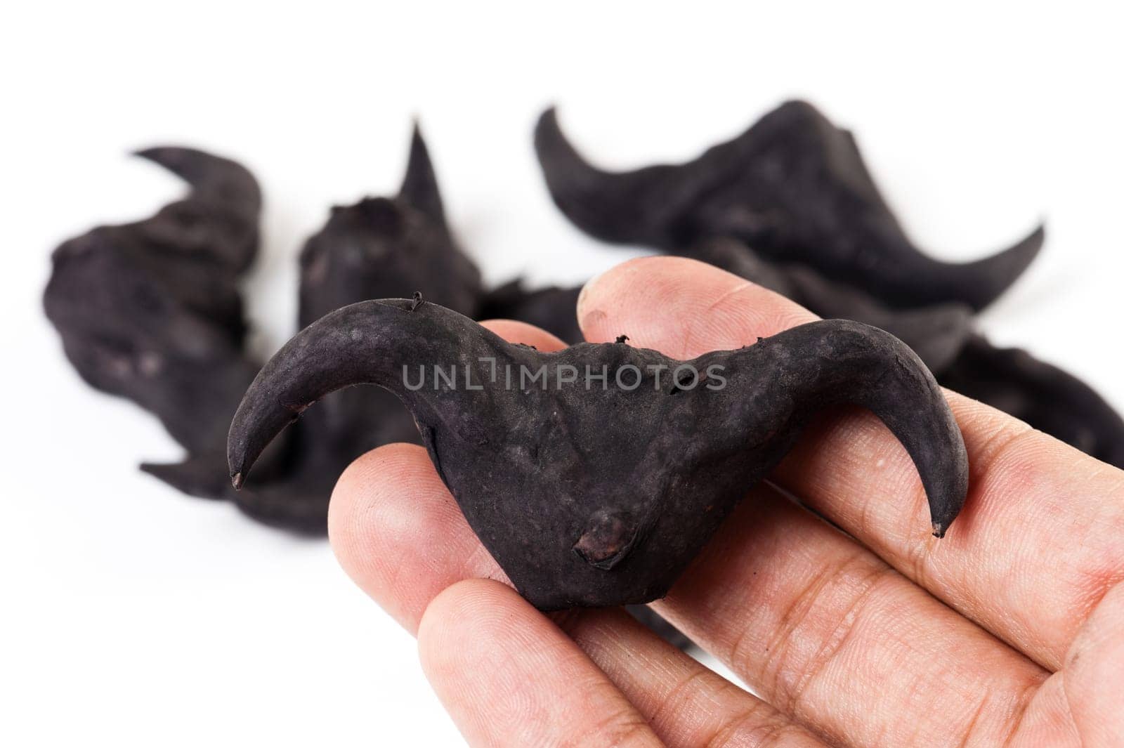 Water caltrop on a white background, Water Chestnut, Trapa natans