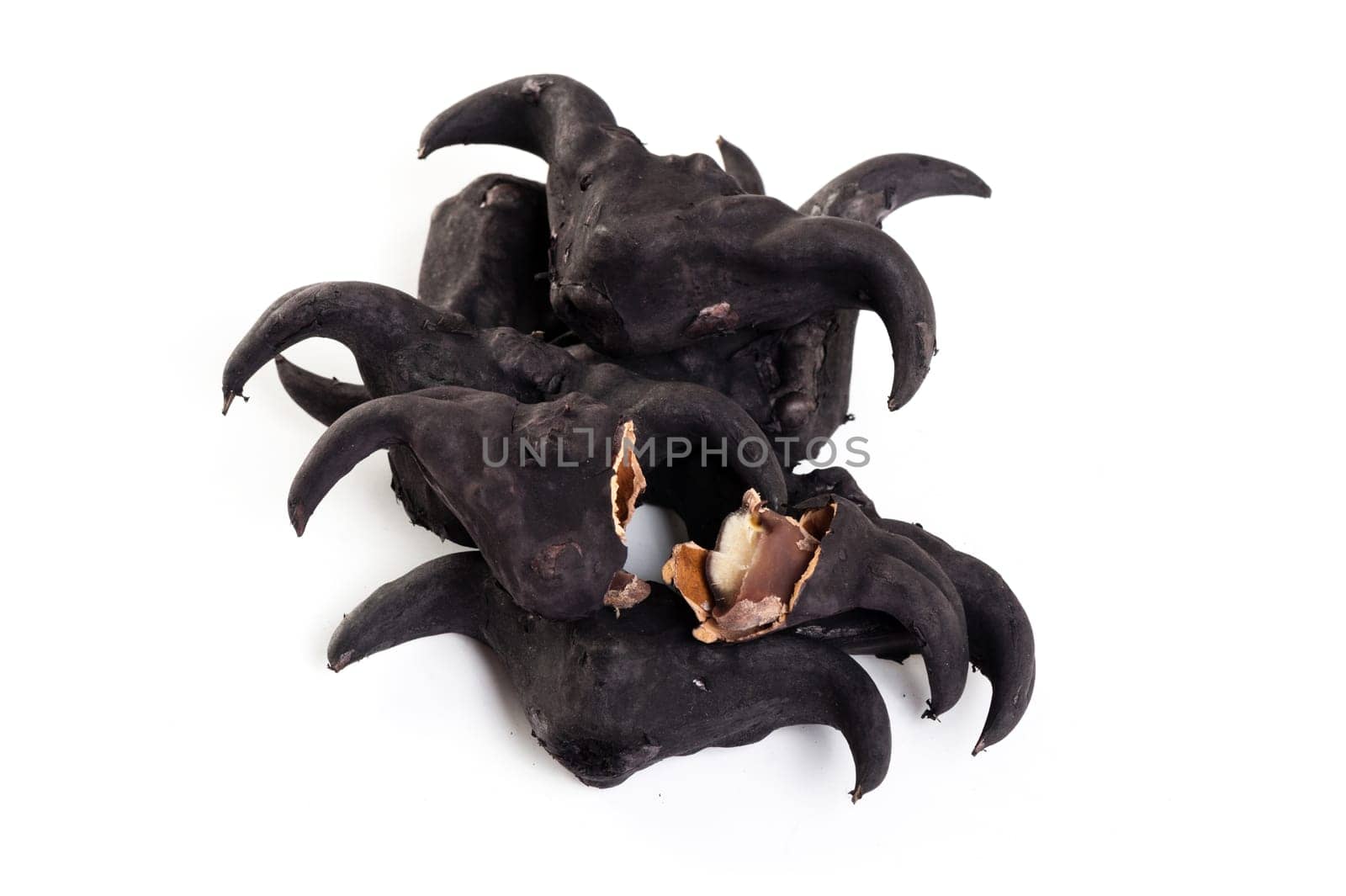 Water caltrop on a white background, Water Chestnut, Trapa natans