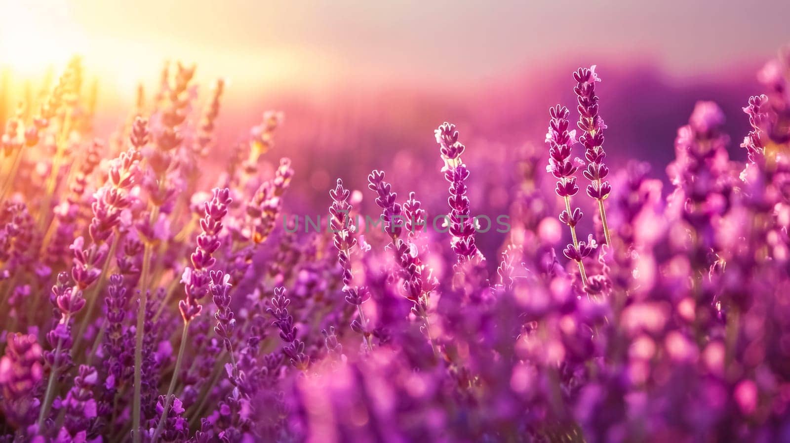 Golden sunset over a vibrant field of blooming lavender by Edophoto