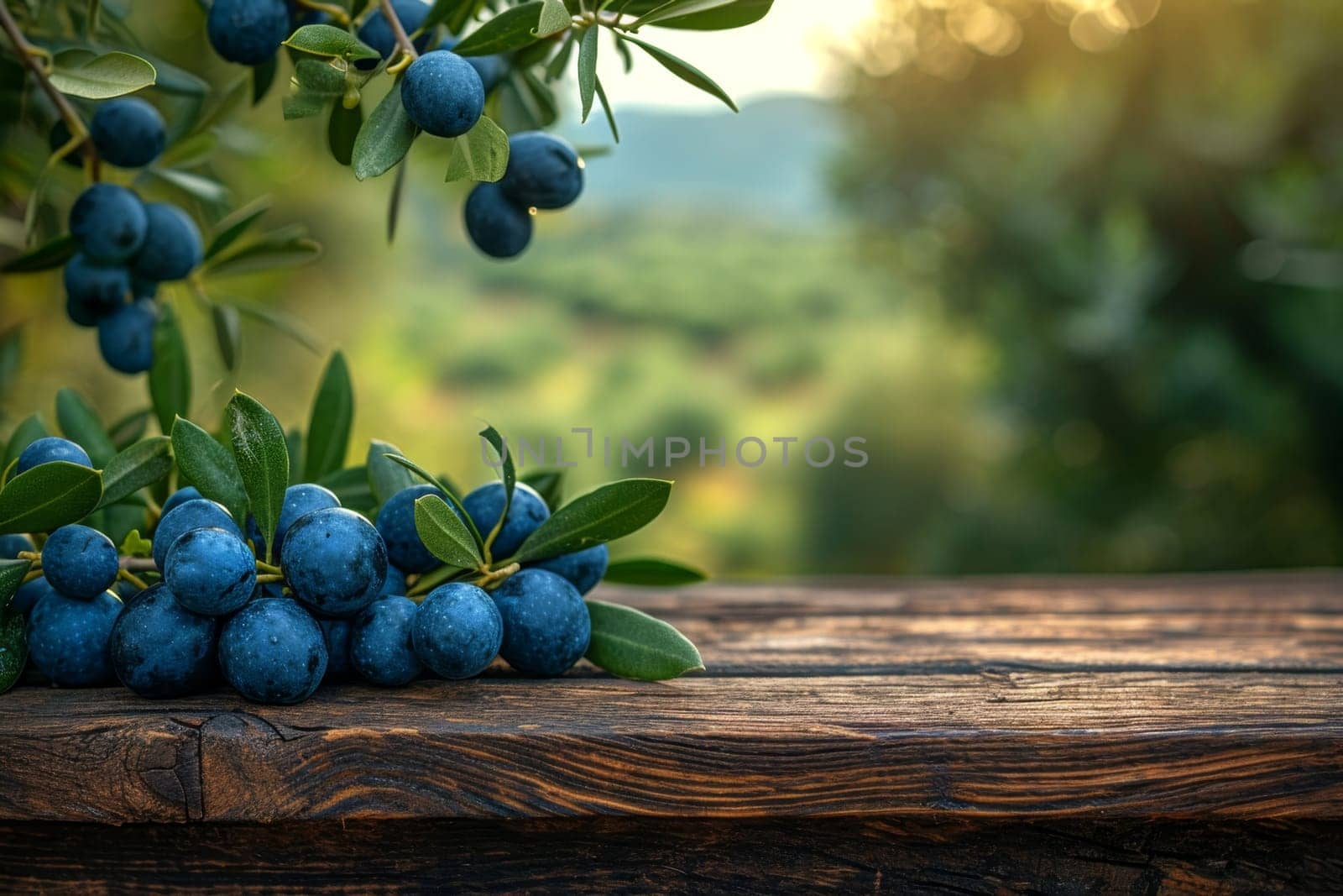 still life with blue olives on a table in an olive grove.