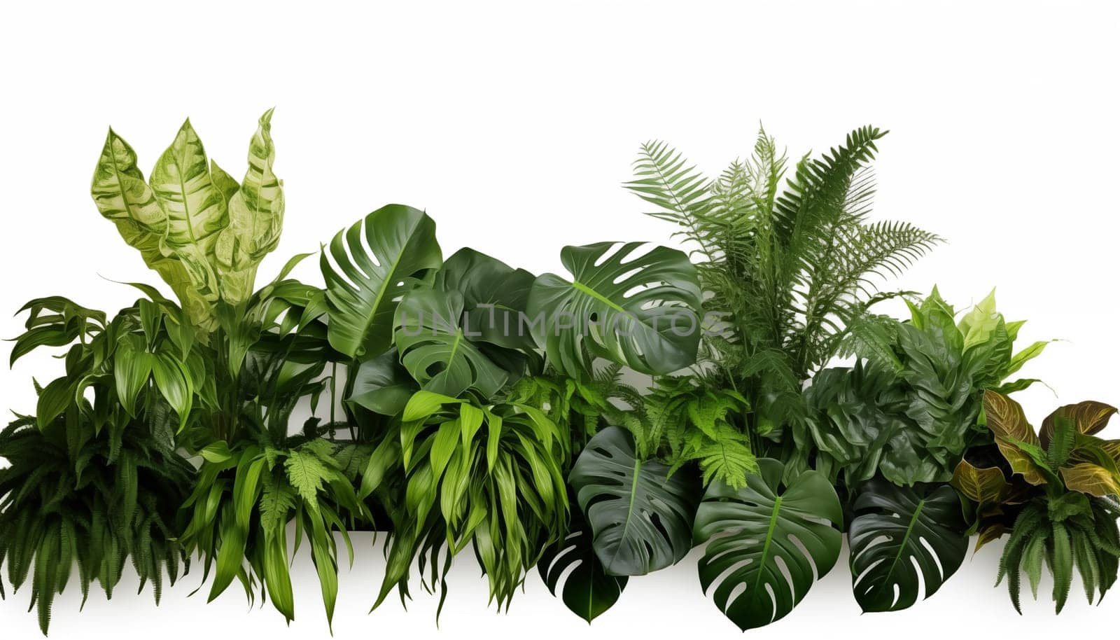 Green leaves of tropical plants bush Monstera palm, white background, isolated by Nadtochiy