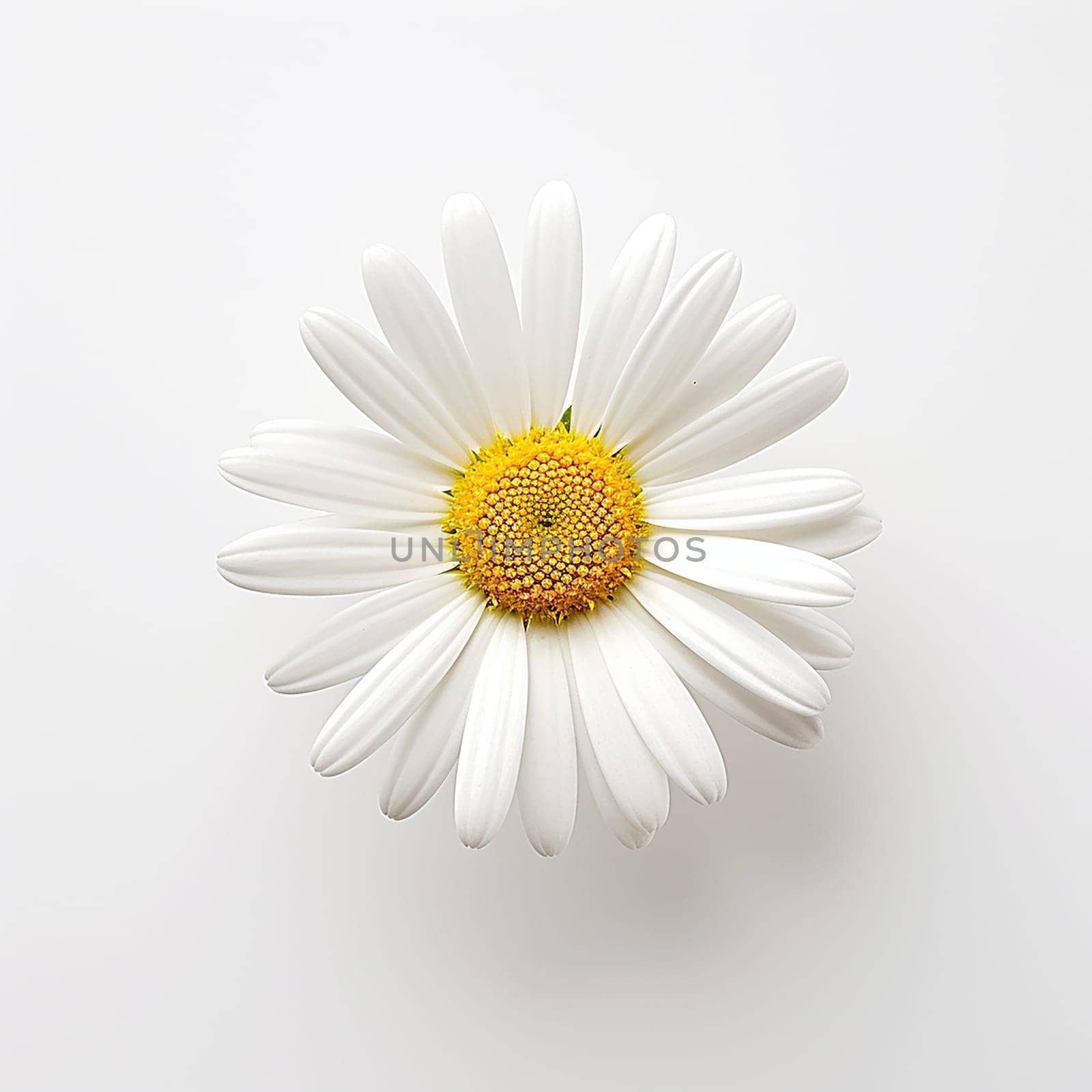 Close-up of a single white daisy against a plain background.