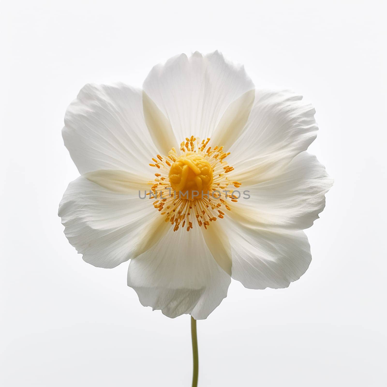 A single white flower with a yellow center against a plain background