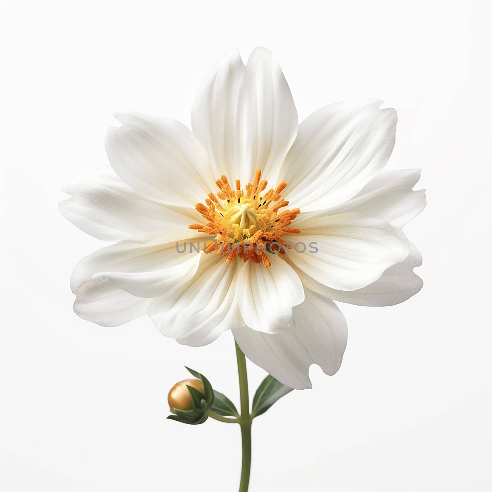 A single white flower with yellow stamens against a plain background. by Hype2art