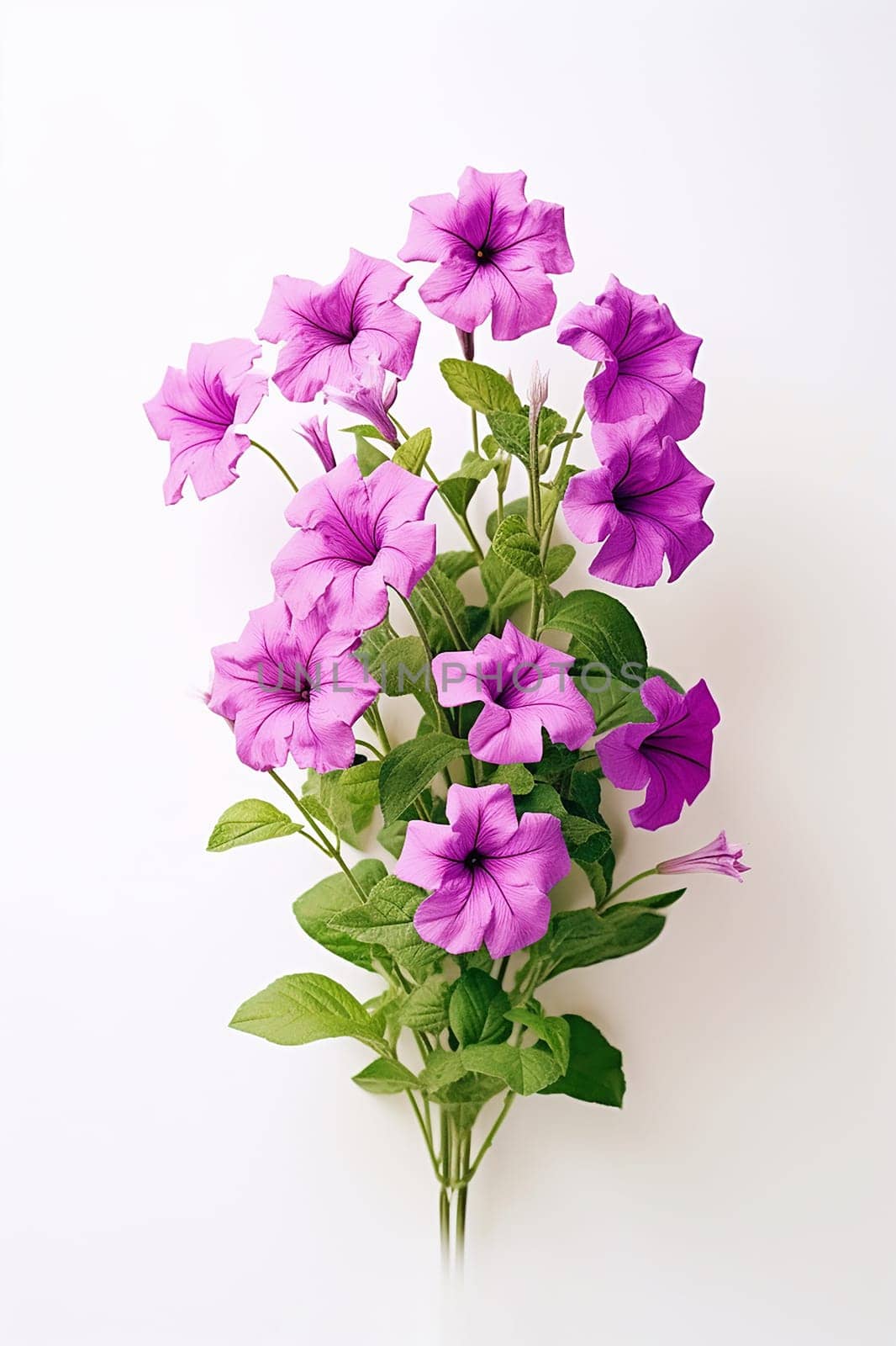 A vibrant bunch of purple petunias against a white background.