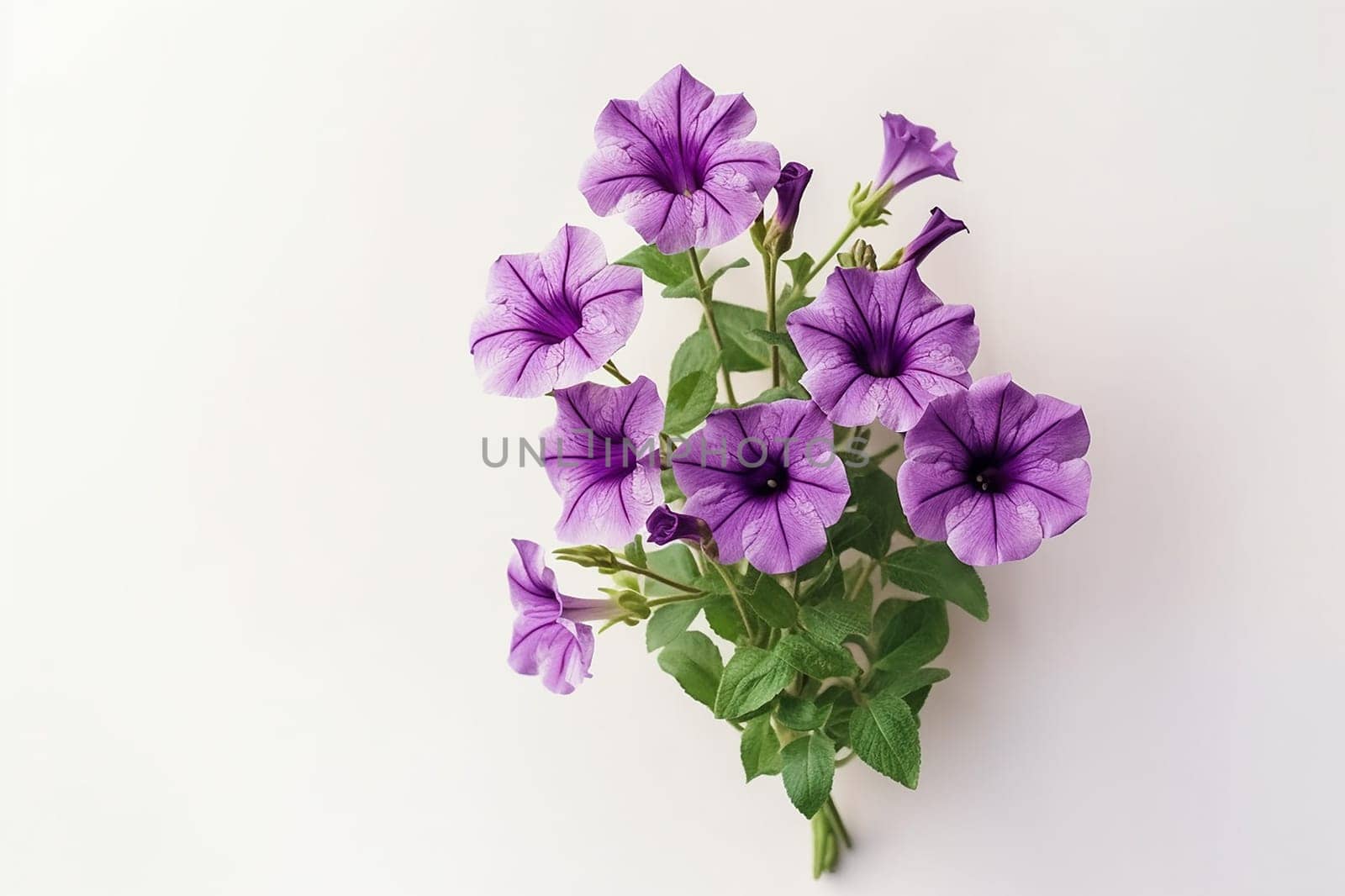 Purple petunia flowers with green leaves against a white background.