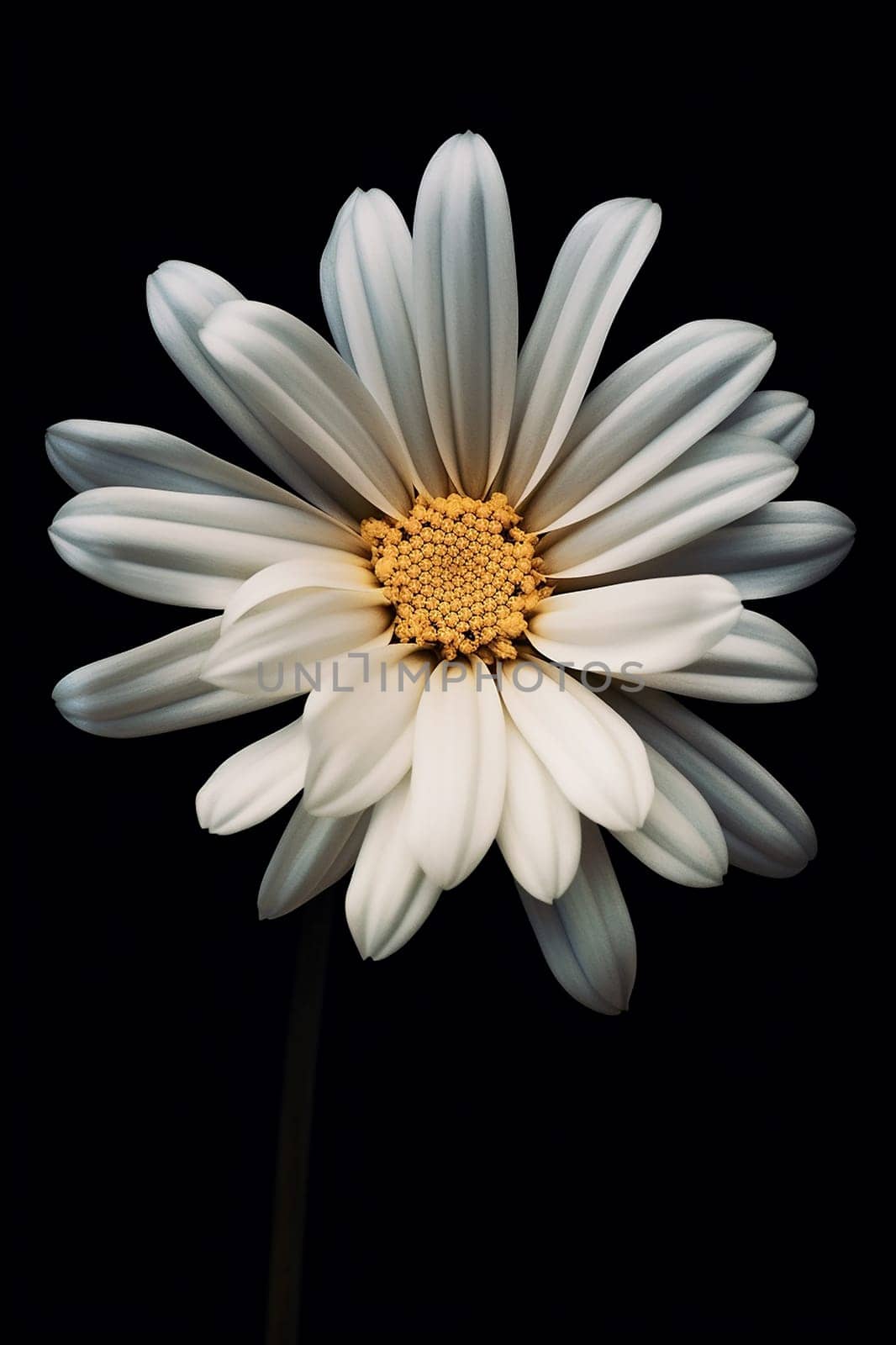 Close up of a white daisy against a black background, showcasing its delicate petals. by Hype2art