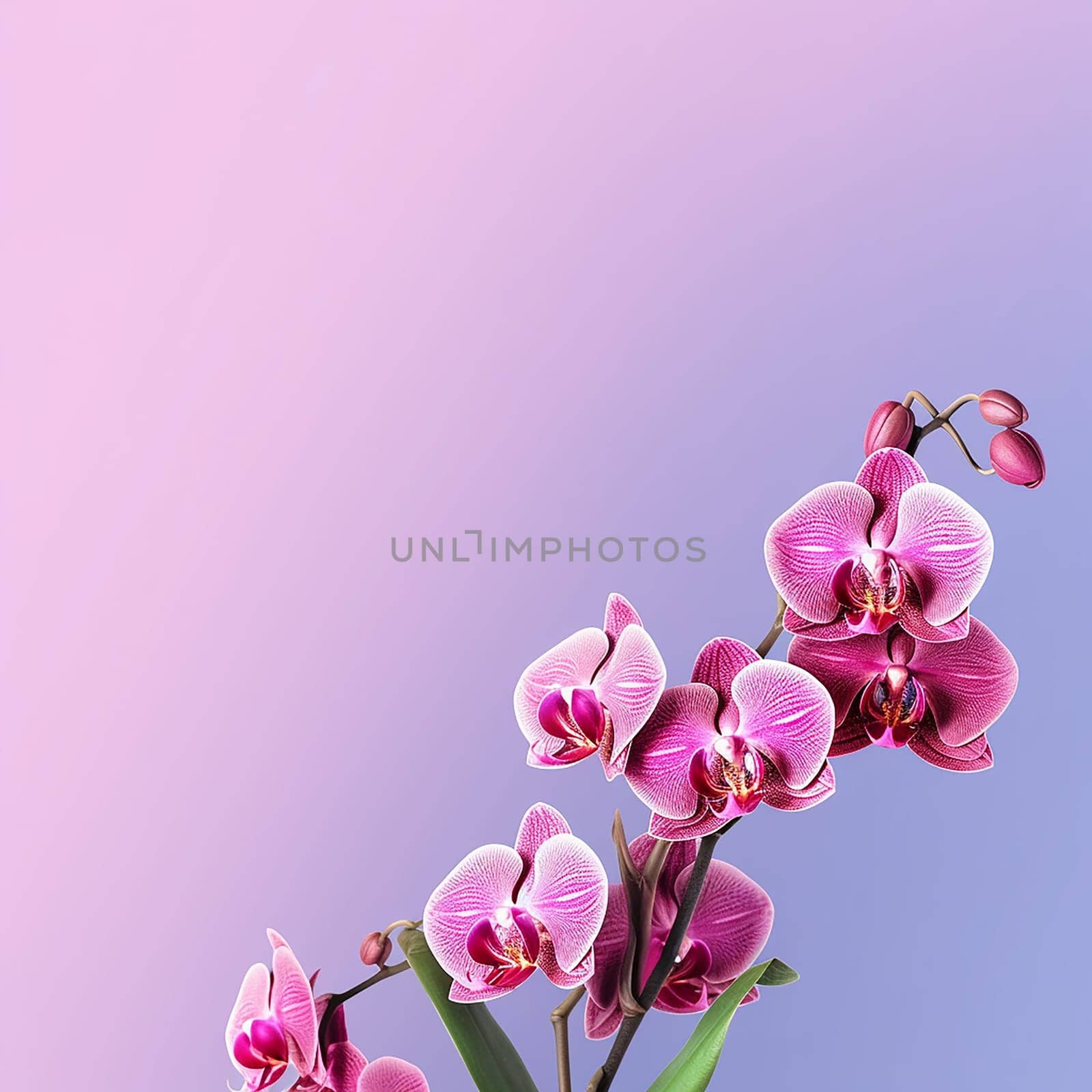 Pink orchids against a gradient purple background, vibrant and delicate. by Hype2art