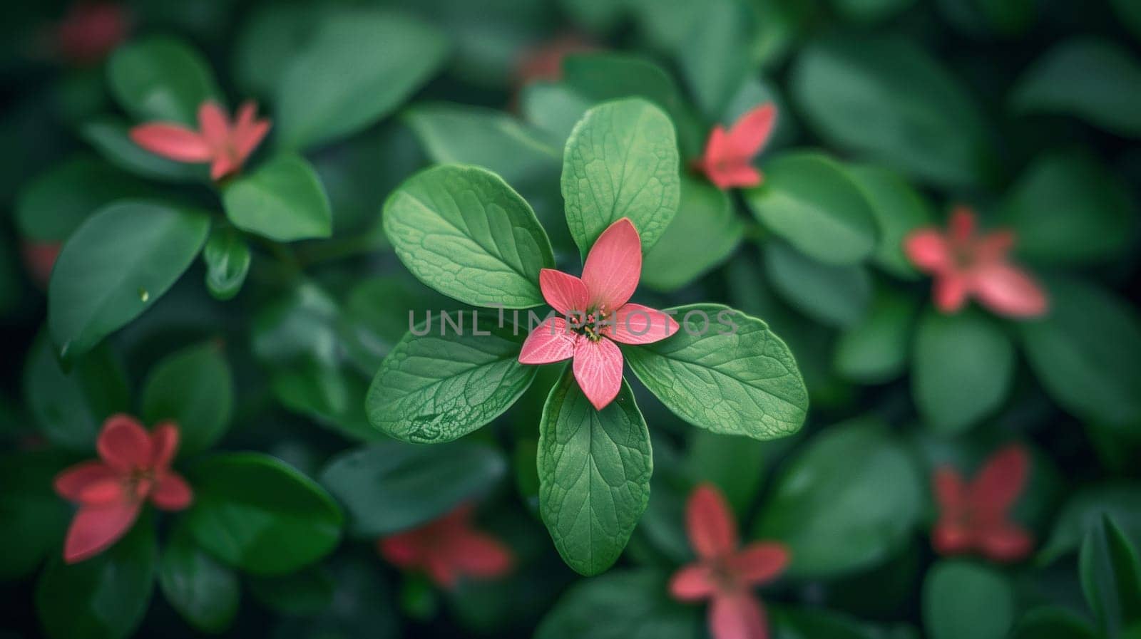 A close up of a small green flower with pink petals