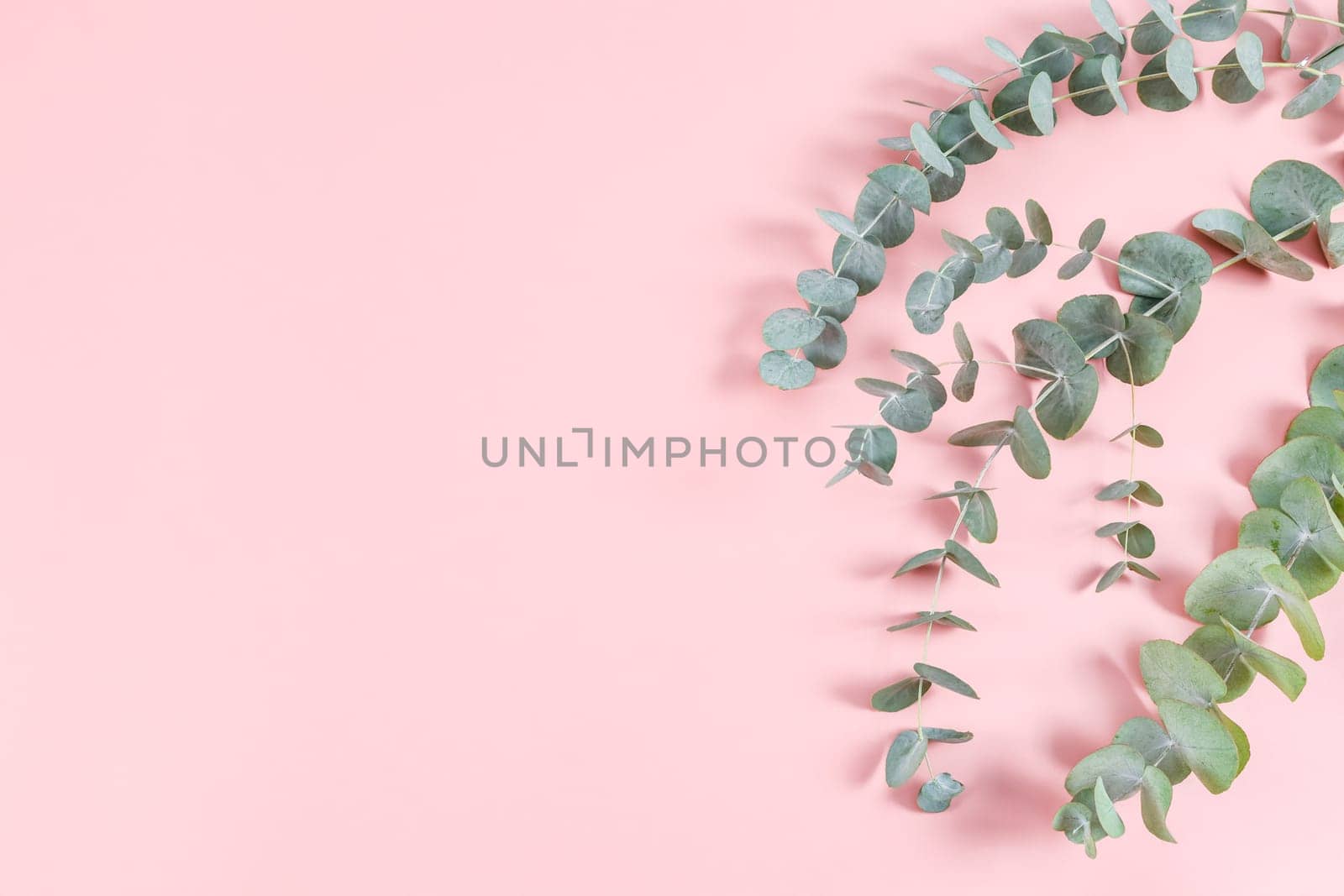 Three green branches with leaves lie on the right on a pink background with copy space on the left, flat lay close-up. Ecology concept, blanks.