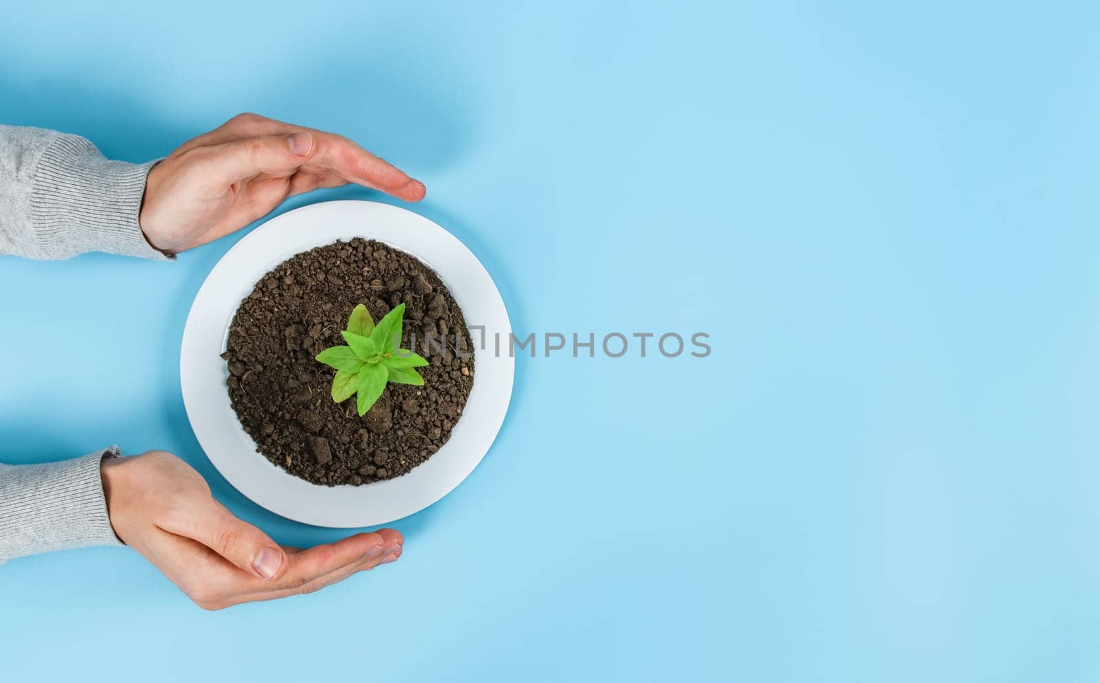 Hands of a man with a plastic plate with soil and a green sprout on a blue background. by Nataliya