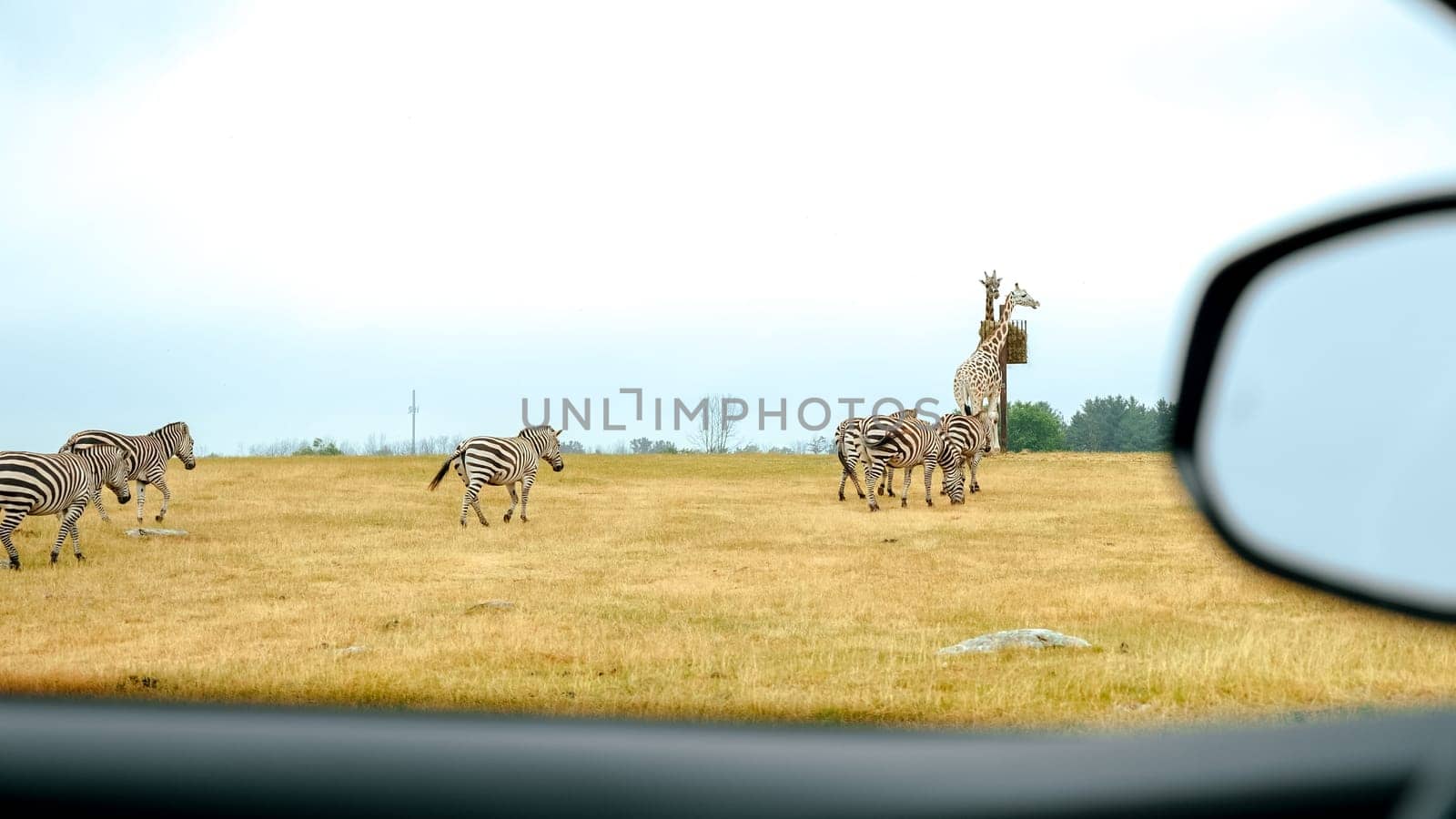 Group of wild zebras, giraffe eating grass in safari zoo park. Flock of zebras in the park. Wild animals at distance. by JuliaDorian