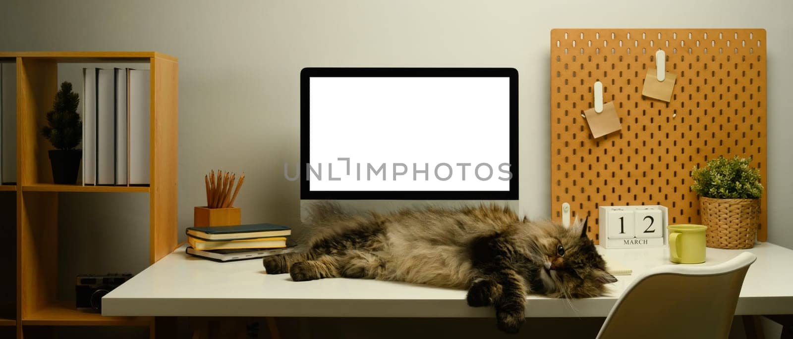 Fluffy cat sleeping on a white table next to blank computer monitor in home office.