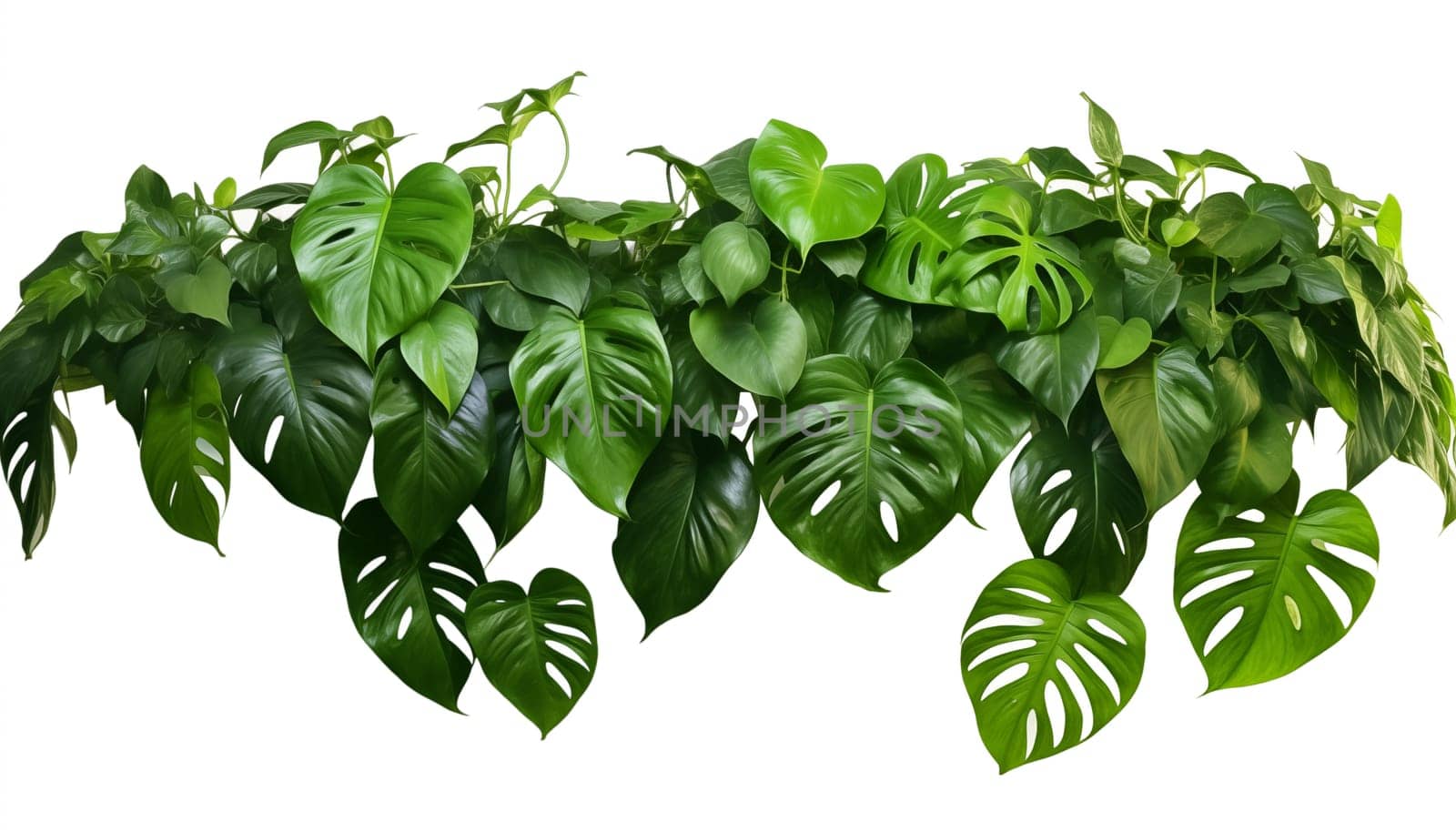 Green leaves of native Monstera Epipremnum, white background, isolated. High quality photo