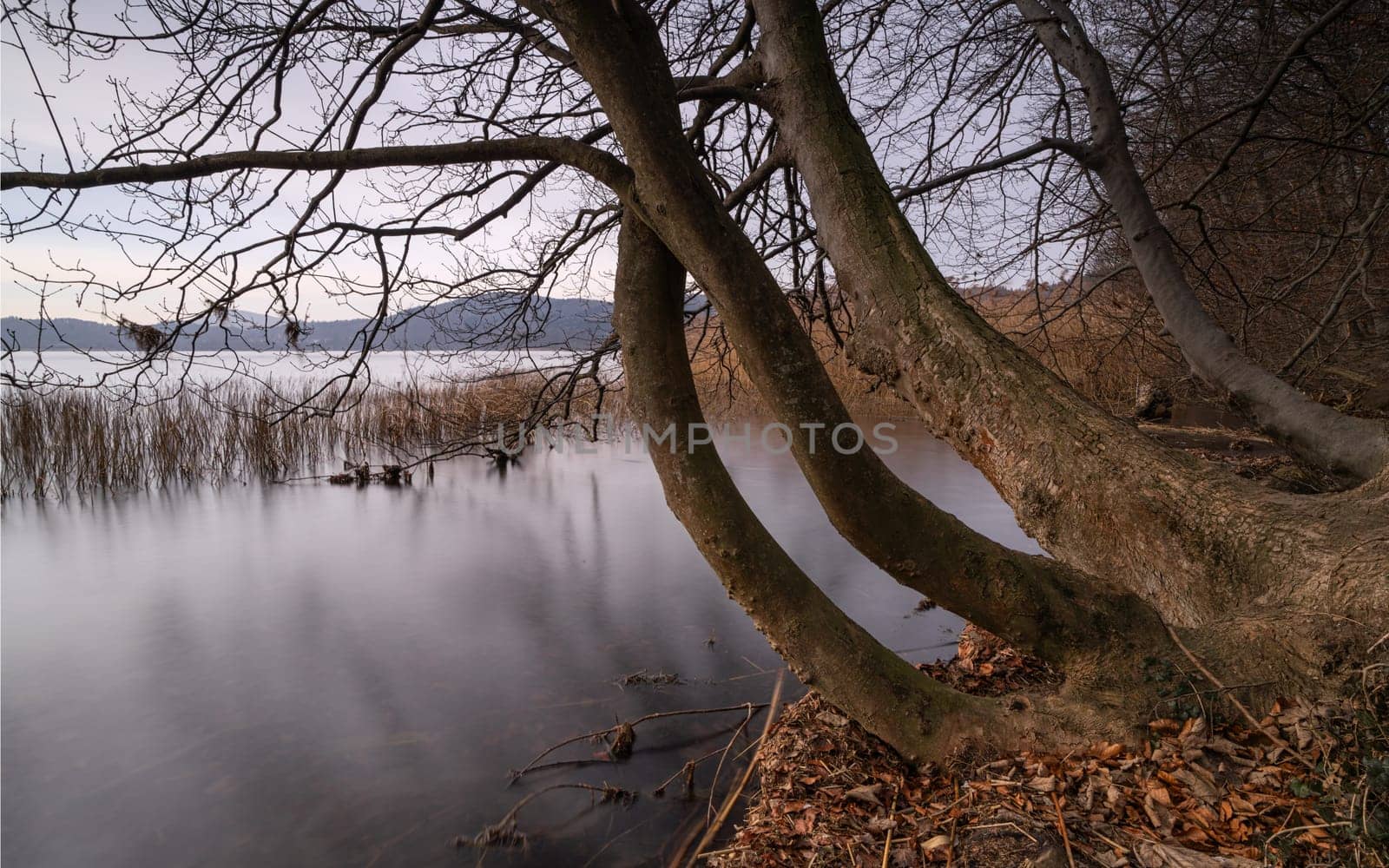 Panoramic image of Laacher lake during morning hours, Eifel, Rhineland-Palatinate, Germany