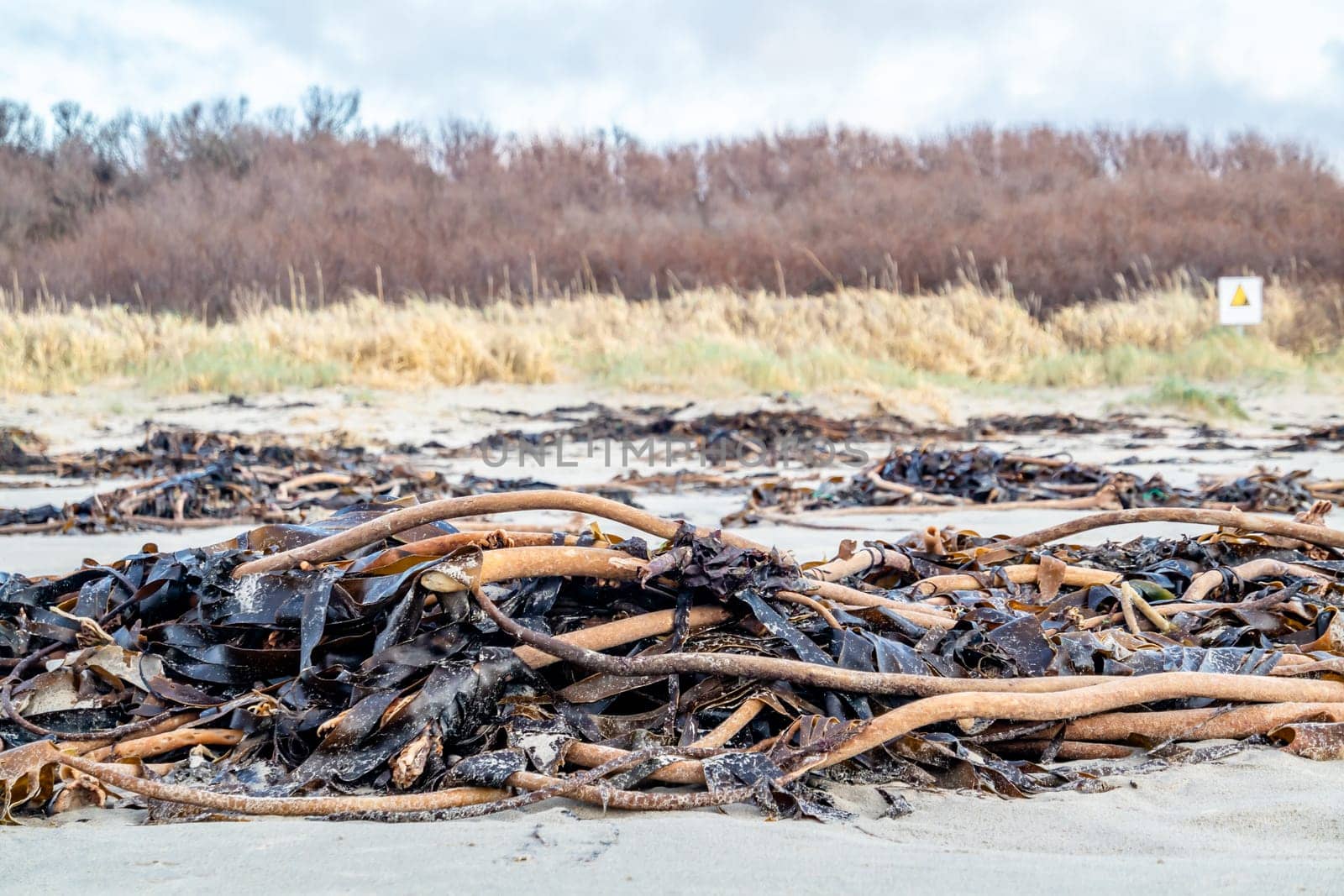 Seaweed lying on Portnoo beach in County Donegal, Ireland.