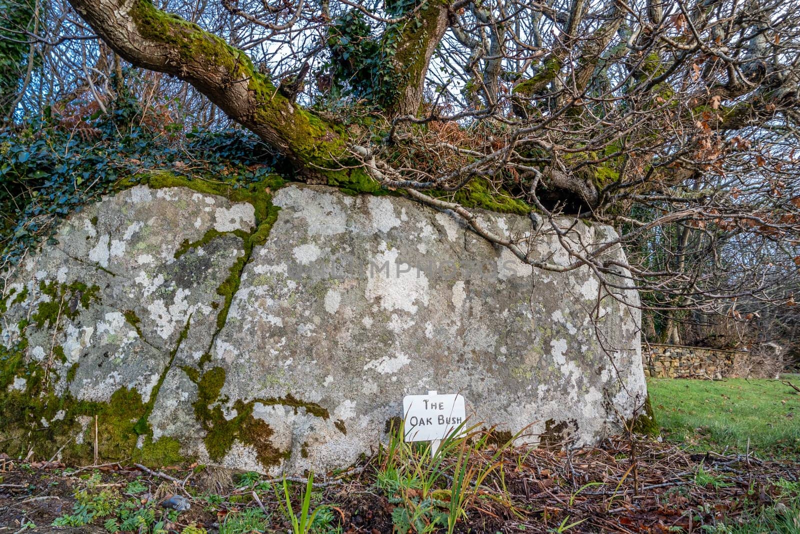 PORTNOO, COUNTY DONEGAL / IRELAND - DECEMBER 24 2019 : The oak bush is a famous landmark and gathering point.