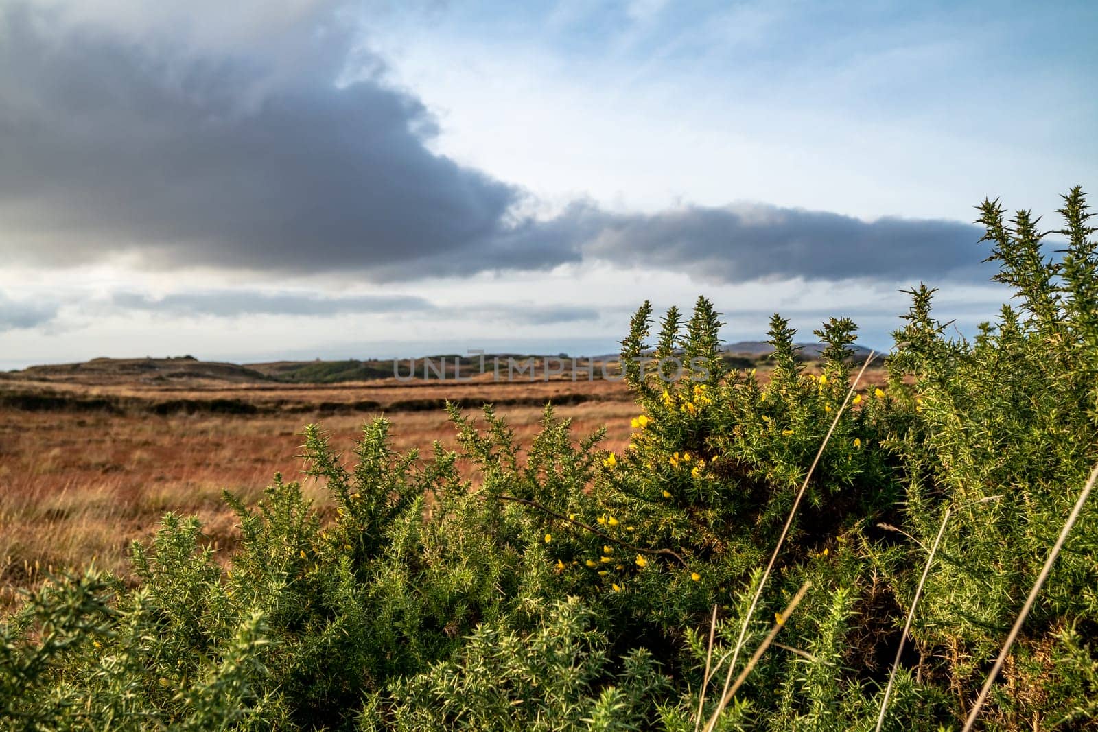 Gorse at the Loughderryduff windfarm is producing between Ardara and Portnoo.