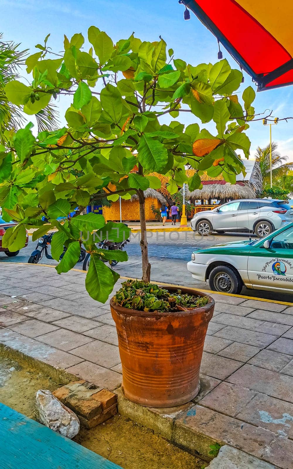 Puerto Escondido Oaxaca Mexico 20. January 2023 Tropical tree Terminalia catappa sea almon nuts seeds leaves in Zicatela Puerto Escondido Oaxaca Mexico.