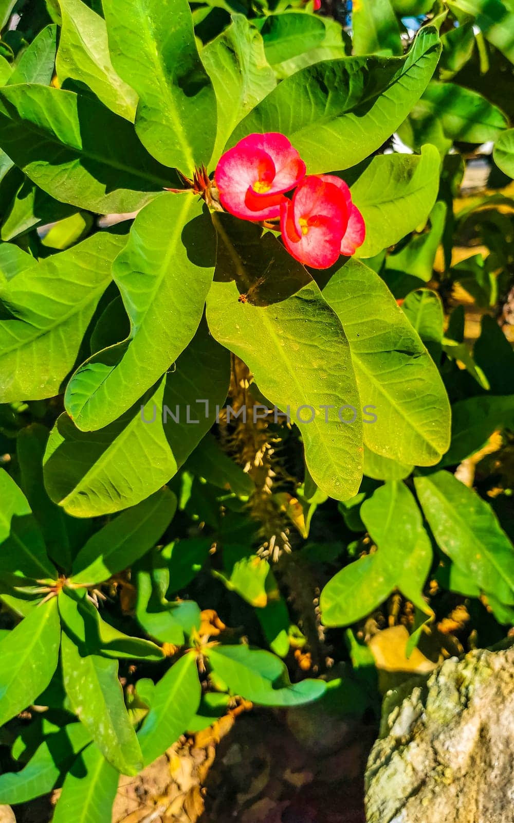 Red orange yellow flowers plants in tropical forest nature Mexico. by Arkadij