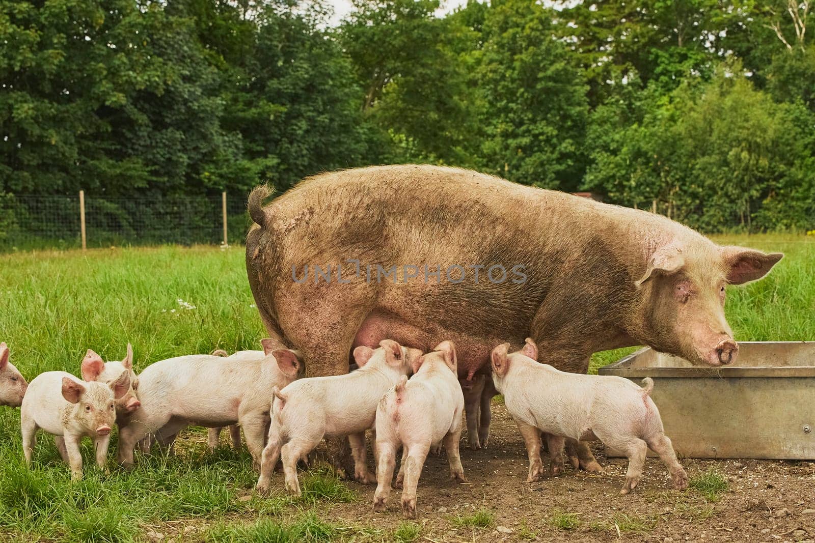 Eco pig farm in the field in Denmark. Piglet sucking milk.