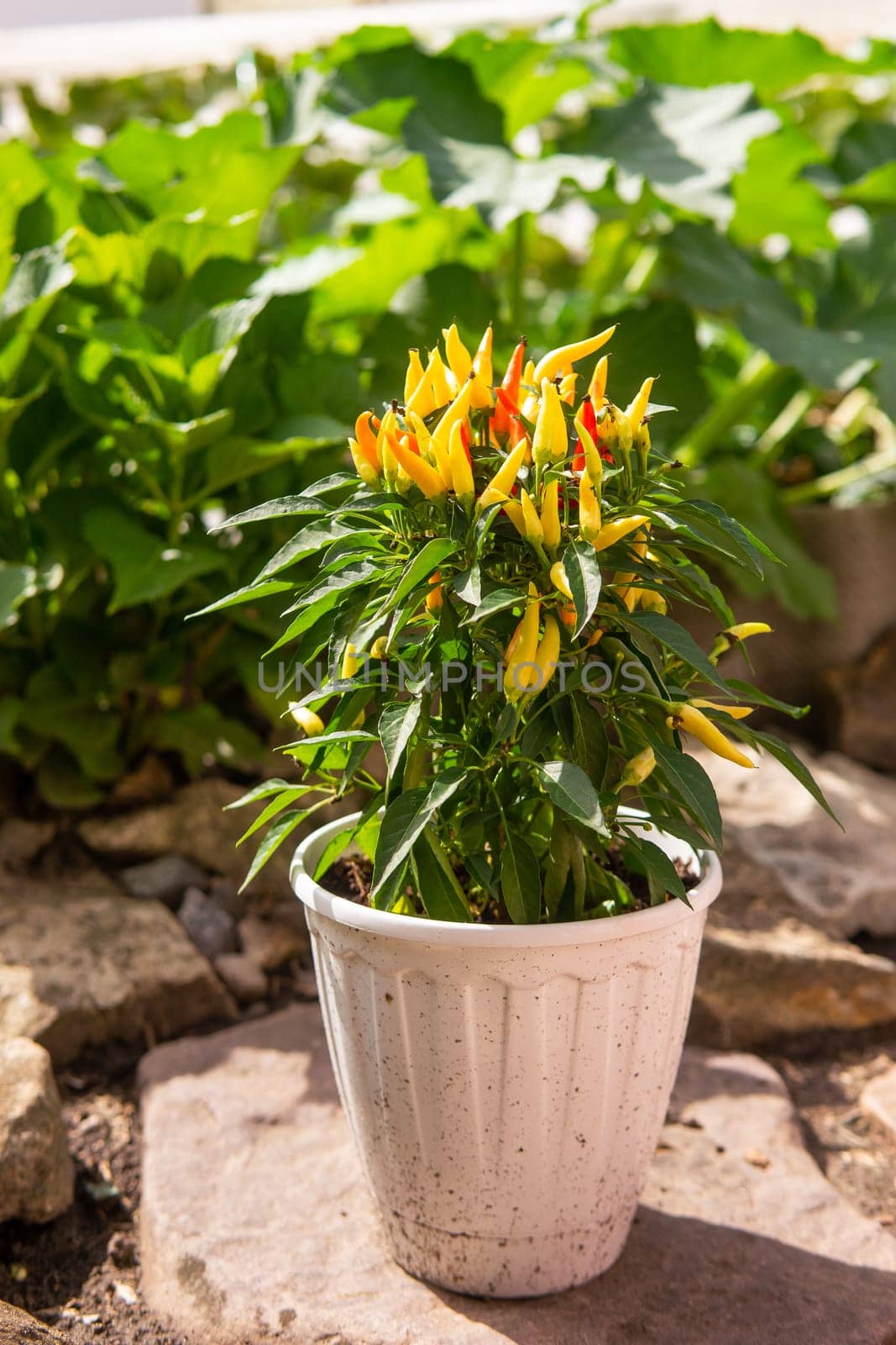 Growing pepper in a pot in the yard of a country house. Gardening and country life