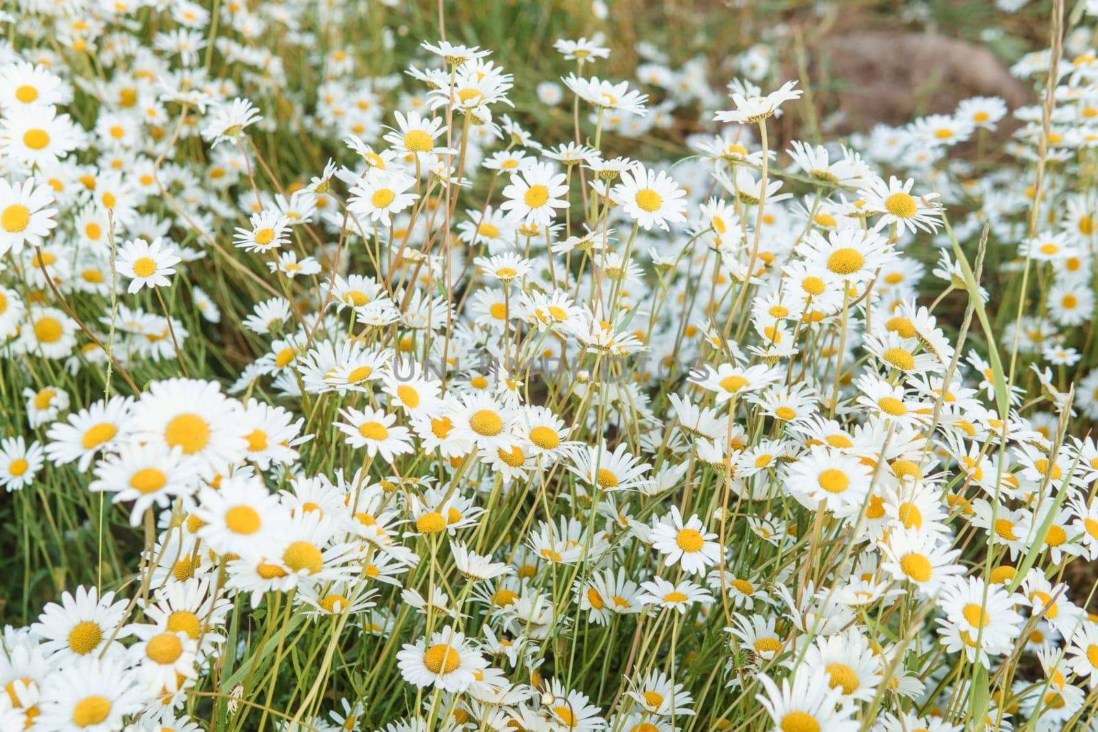 Chamomile flowers in close-up. A large field of flowering daisies. The concept of agriculture and the cultivation of useful medicinal herbs