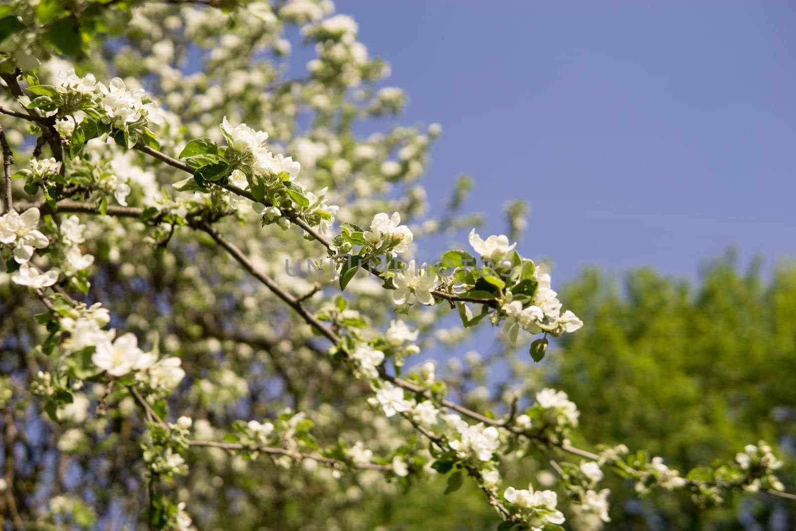 An apple tree in a blooming park, the general plan.Blooming branches of an apple tree with white flowers, a background of spring nature.